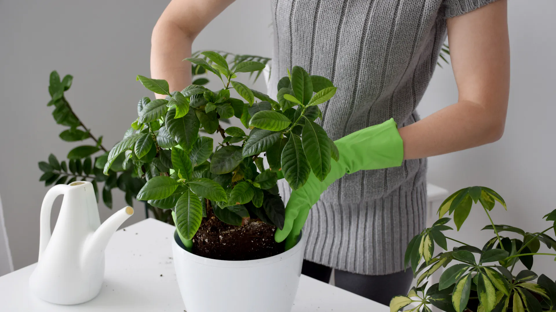 Person pflanzt Gardenie in neuen Pflanztopf um.