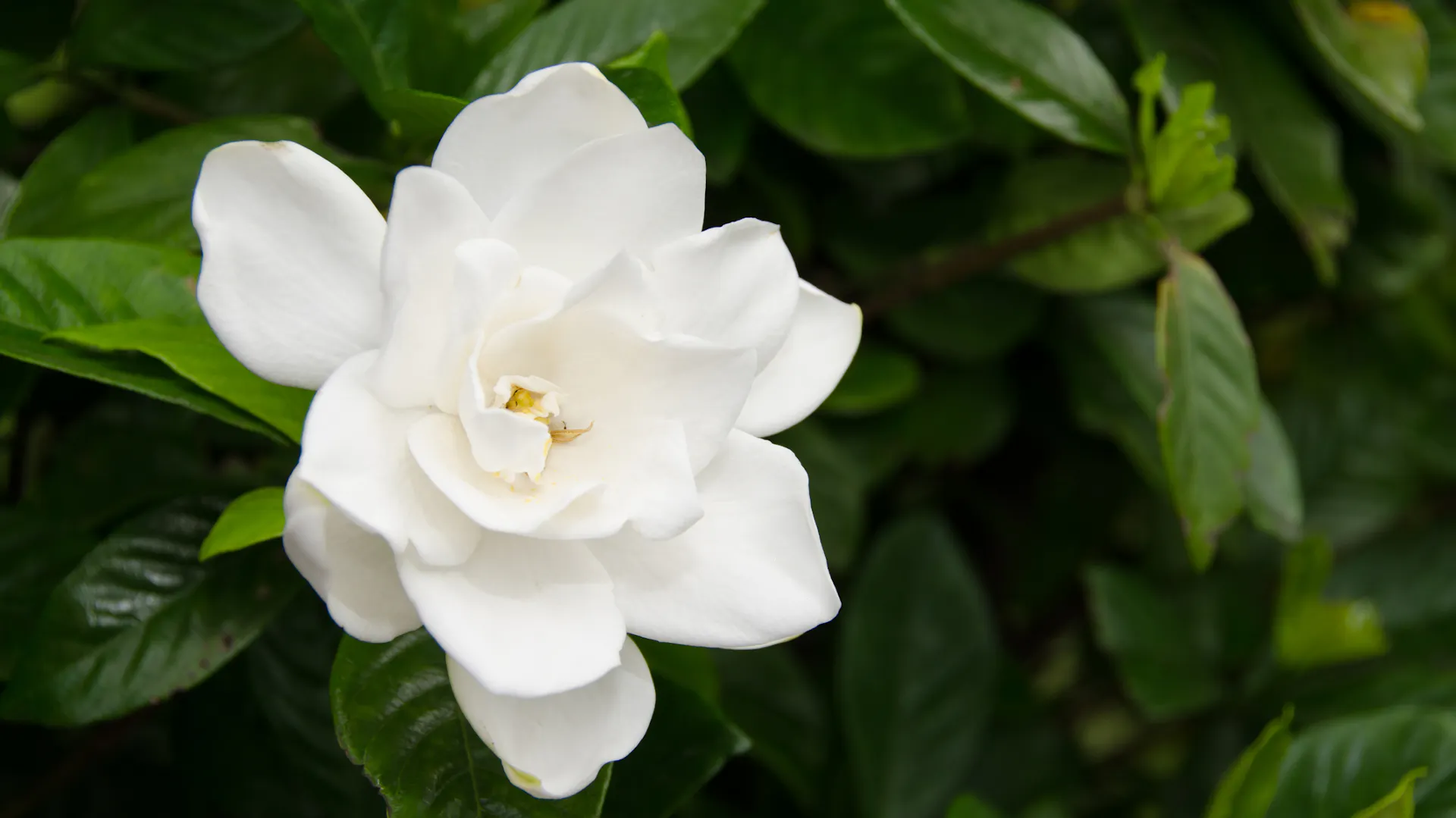 Weiße geöffnete Blüte der Gardenie