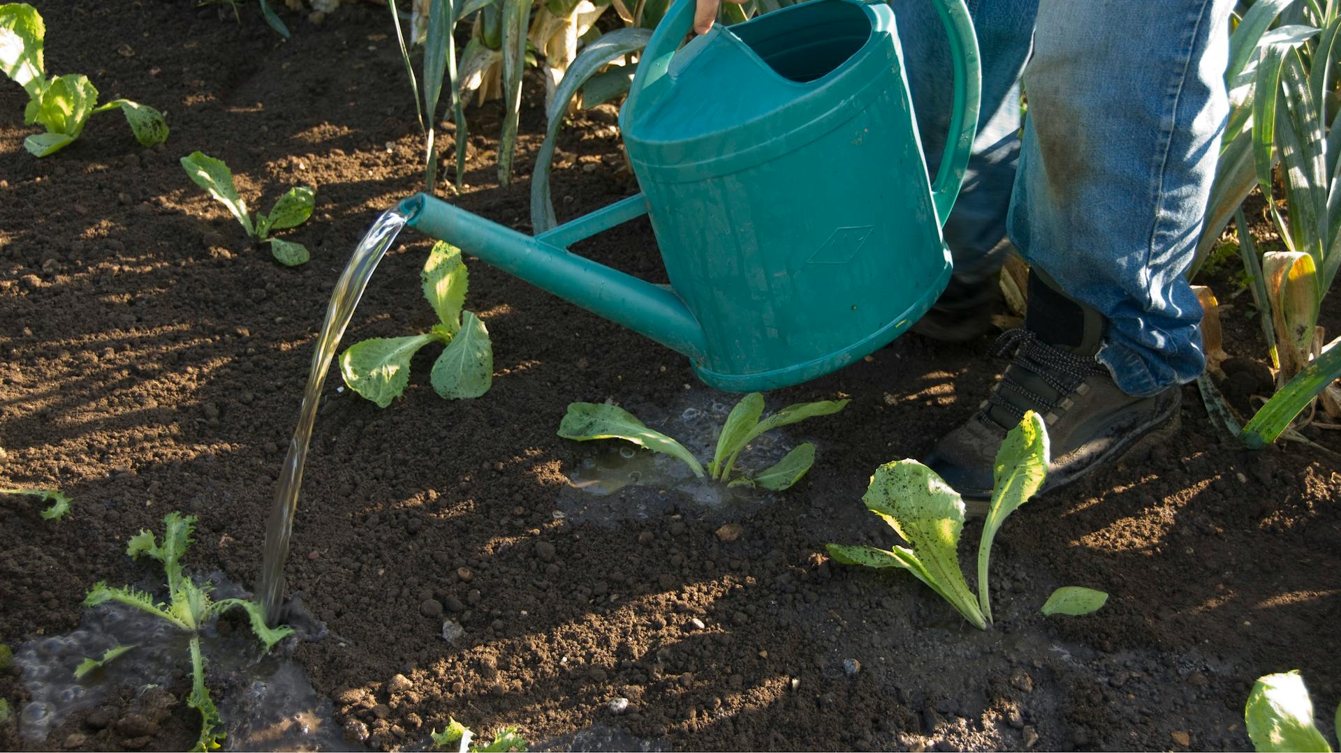 Una persona innaffia le piante in un'aiuola con un annaffiatoio.