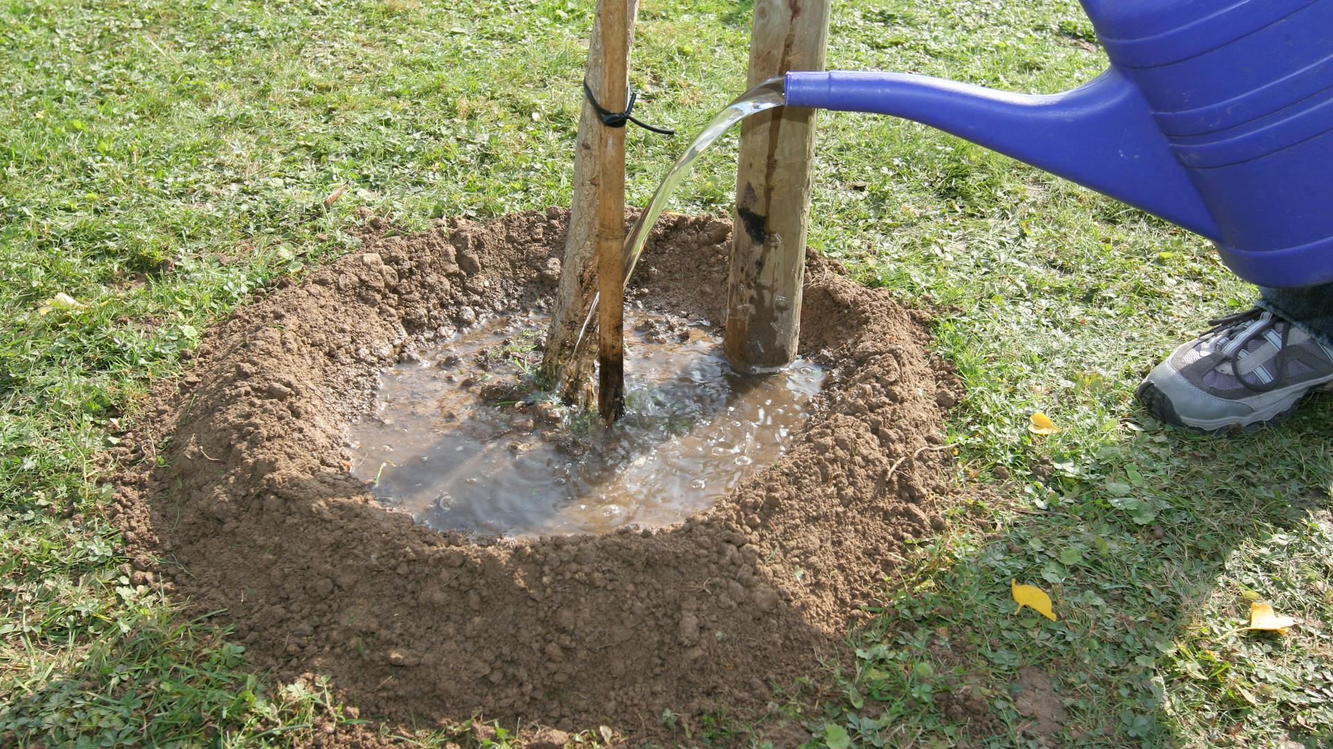 Una persona sta innaffiando la fossetta per l'irrigazione intorno a un albero giovane.