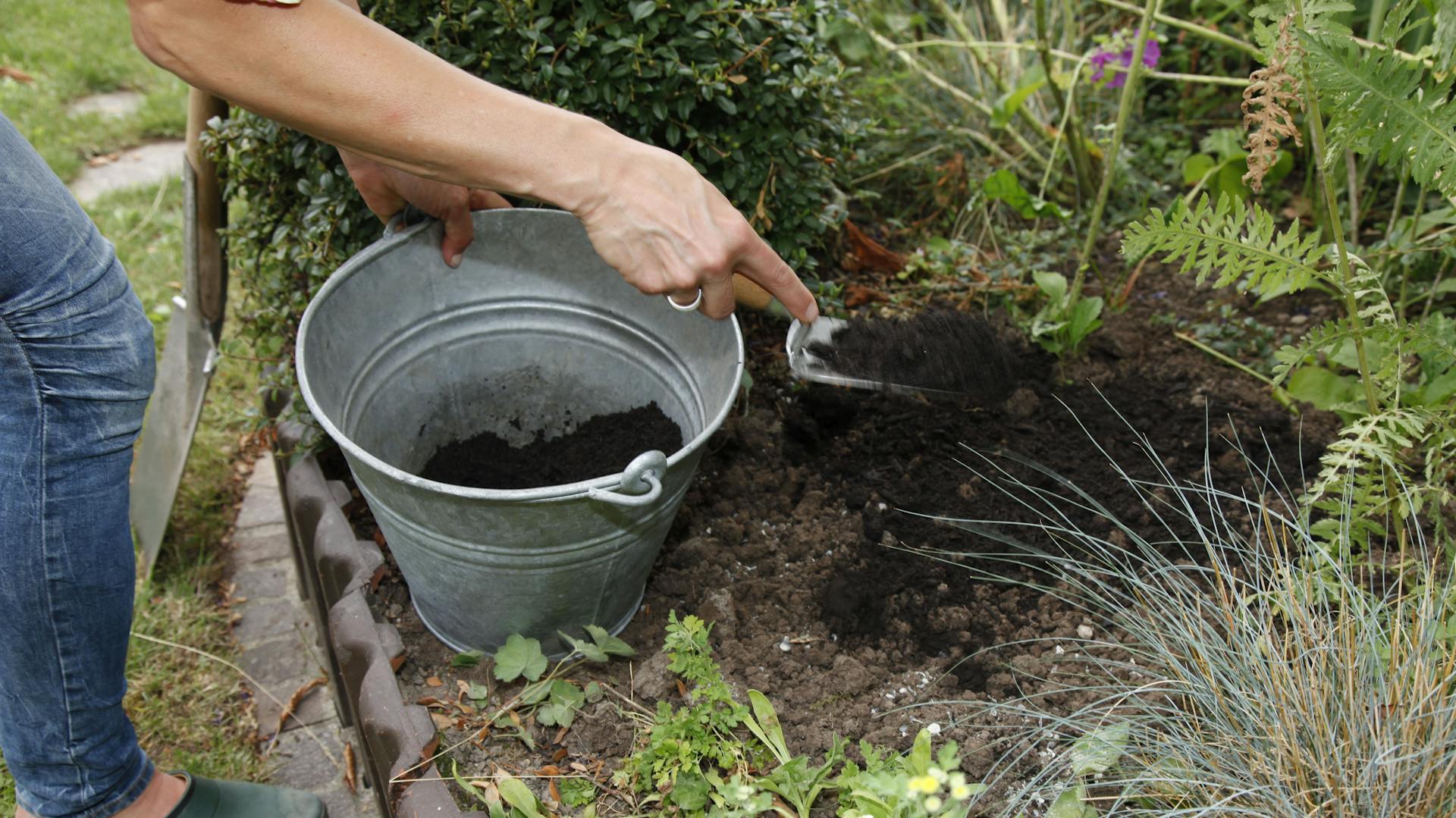 Eine Person düngt ihren Garten mit Kompost aus einem Metalleimer.