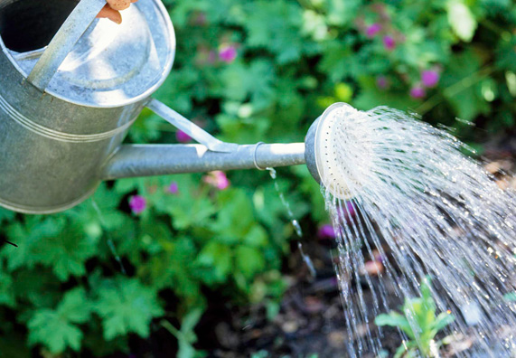 Как правильно поливать огород. А как поливать ее. Автополив для деревьев и кустарников. Поливка огорода. Полив цветника.