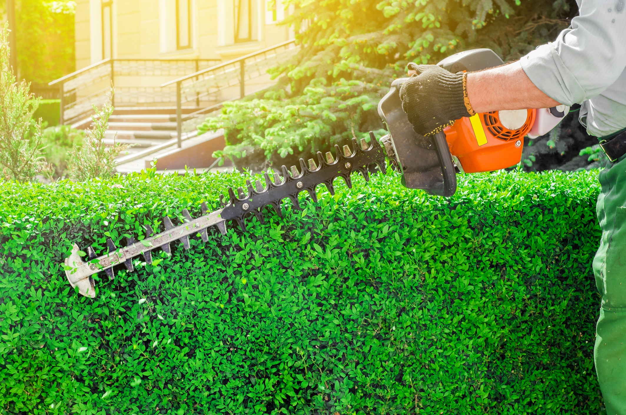 Eine Hecke wird mit einer Heckenschere geschnitten