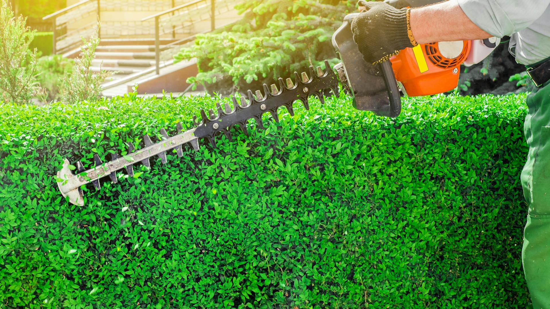 Eine Hecke wird mit einer Heckenschere geschnitten