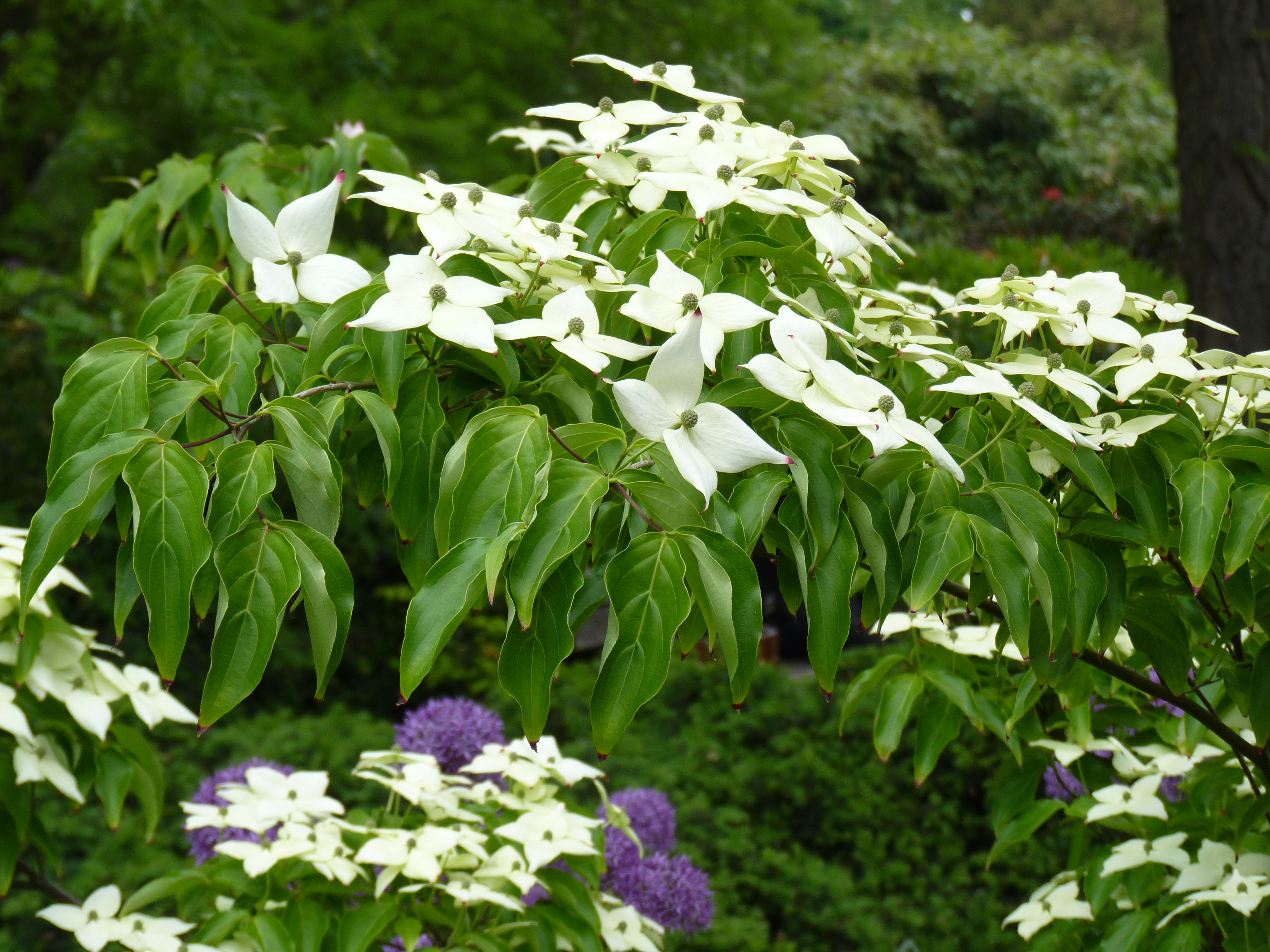 Blühender Chinesischer Blumenhartriegel im Garten