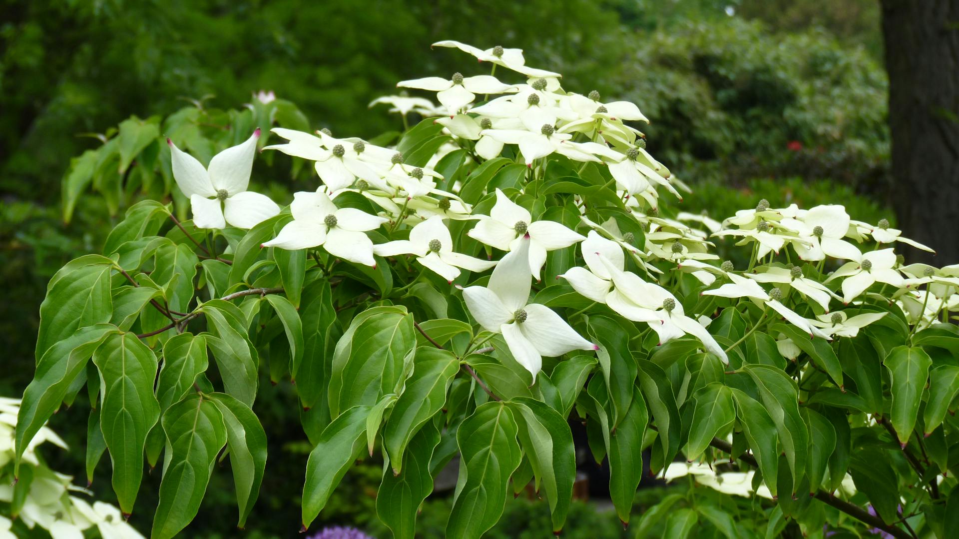 Blühender Chinesischer Blumenhartriegel im Garten