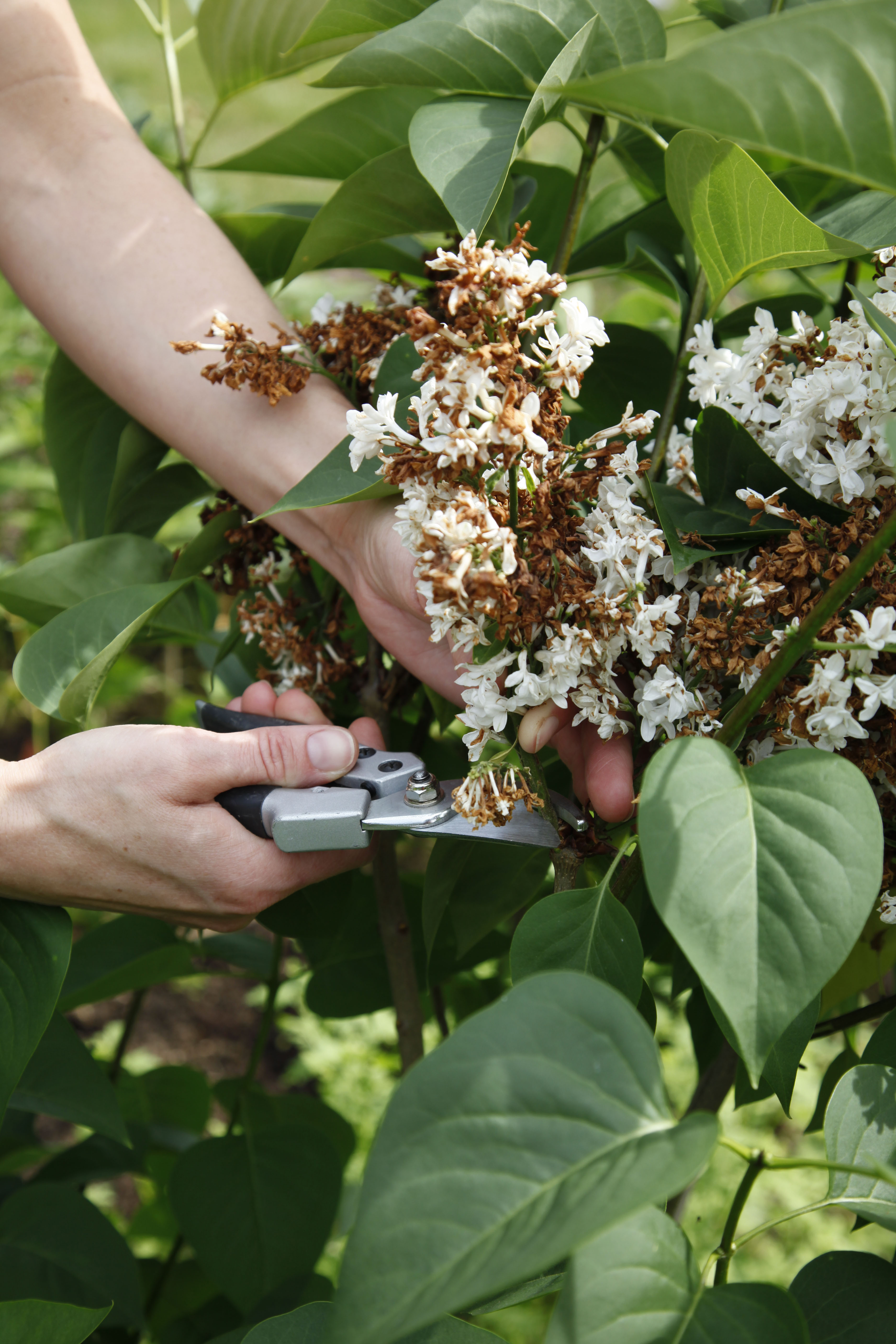 Flieder wird im einer Gartenschere geschnitten