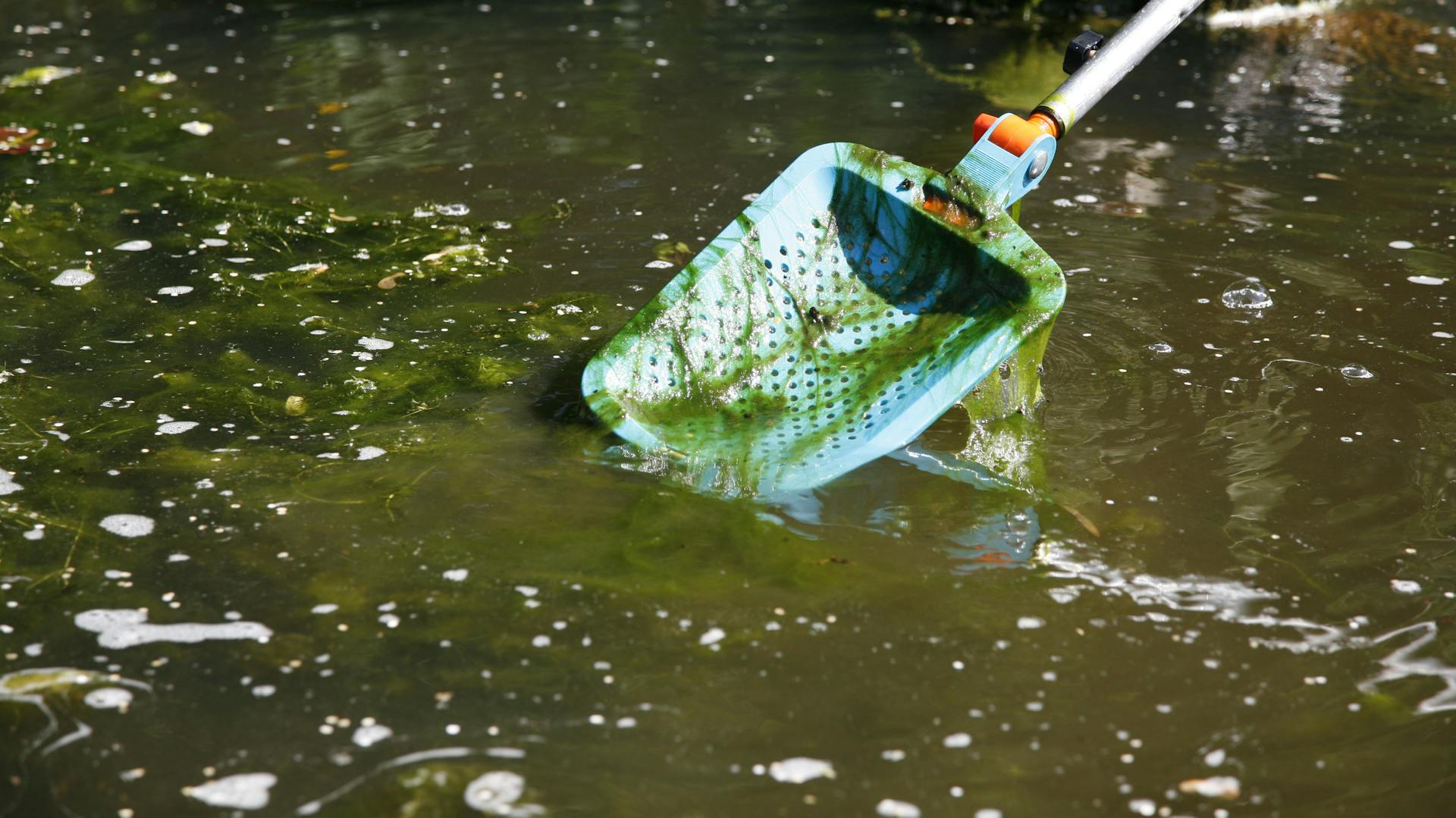 Algen werden mit einem Rechen aus dem Teich entfernen