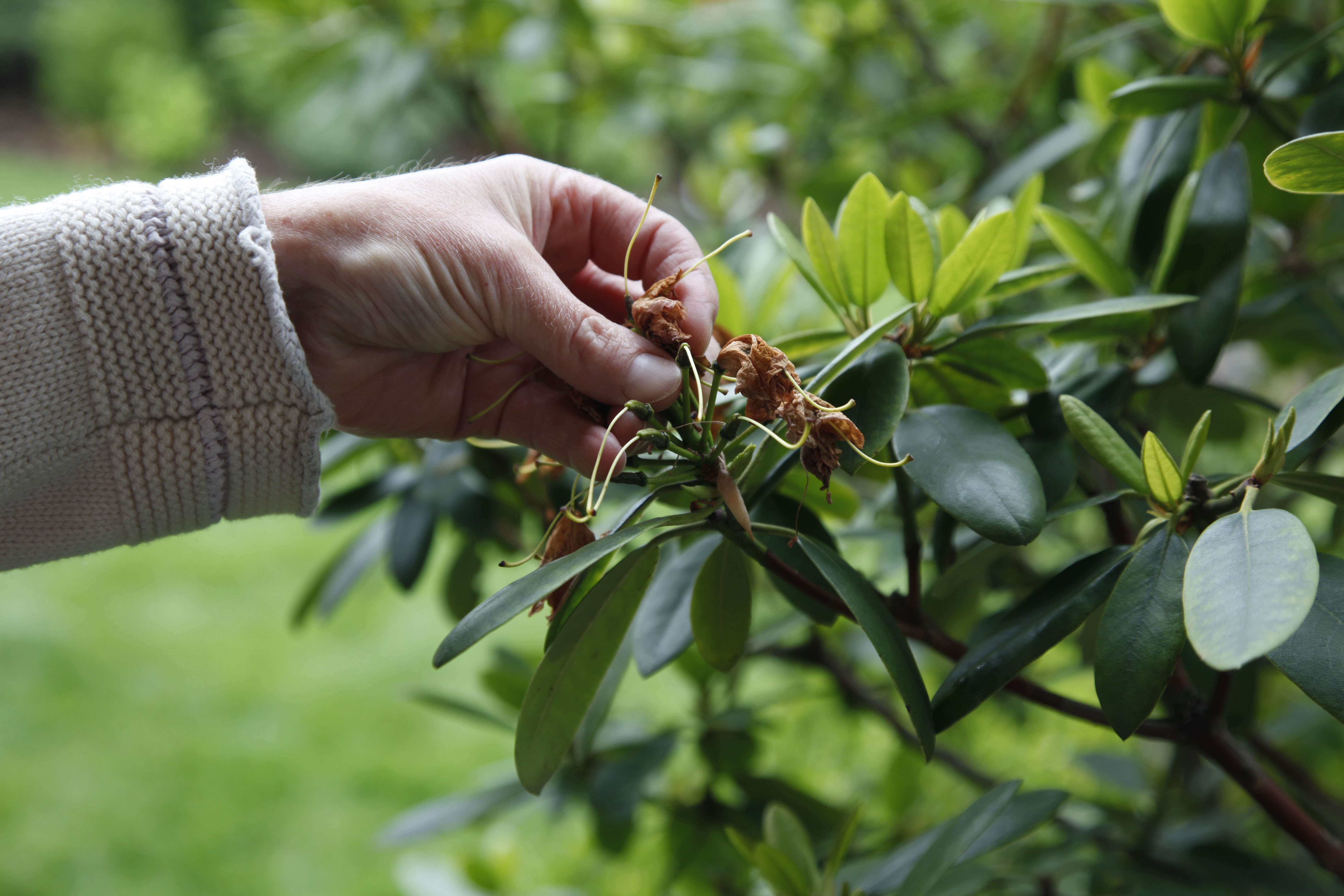 Verwelkte Blüten am Rhododendron werden per Hand entfernt