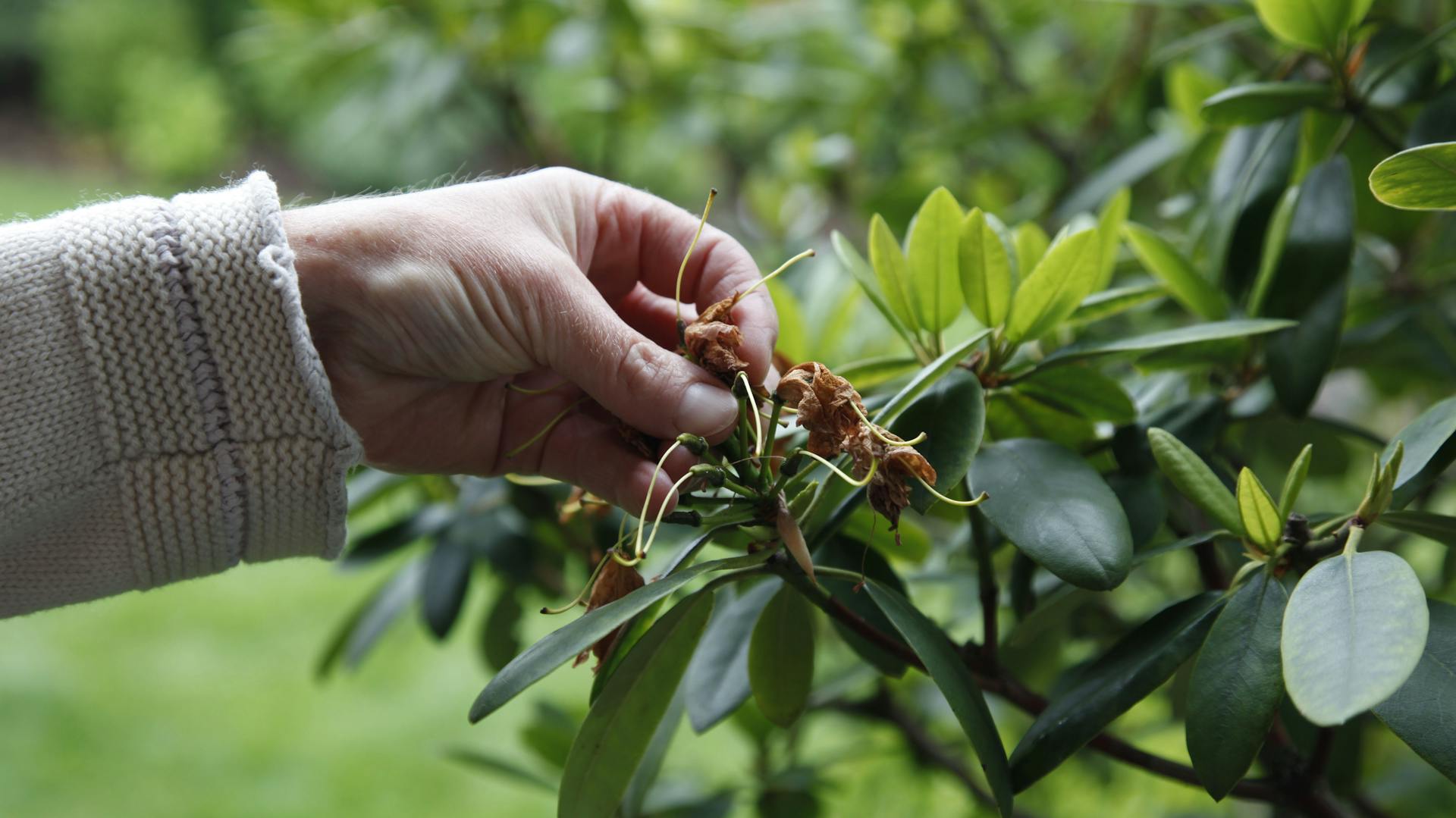 Verwelkte Blüten am Rhododendron werden per Hand entfernt