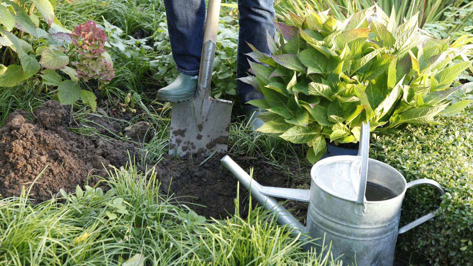 Jemand gräbt mit dem Spaten das Pflanzloch für eine Hortensie.