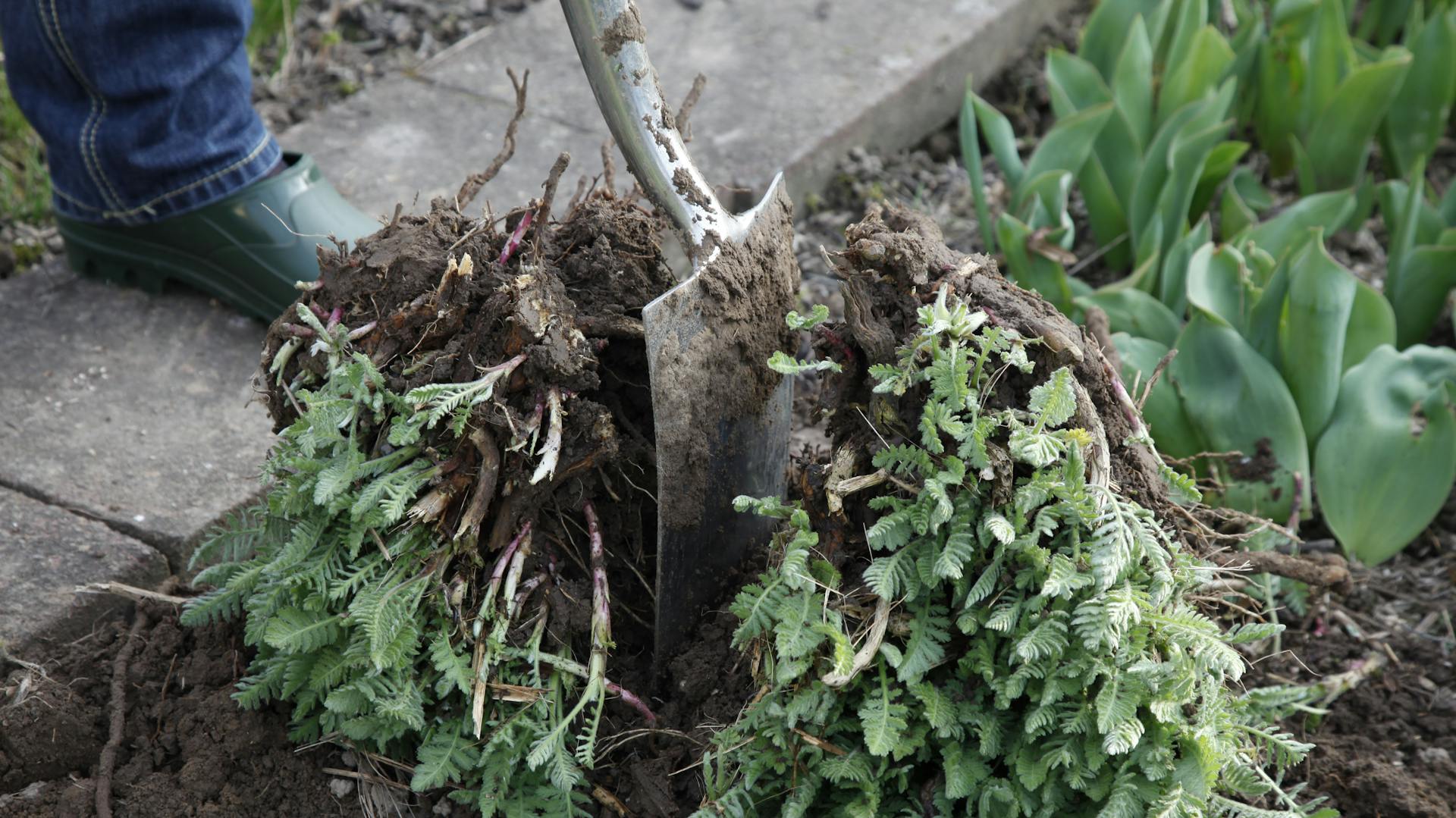 Jemand teilt Schafgarbe mit dem Spaten.