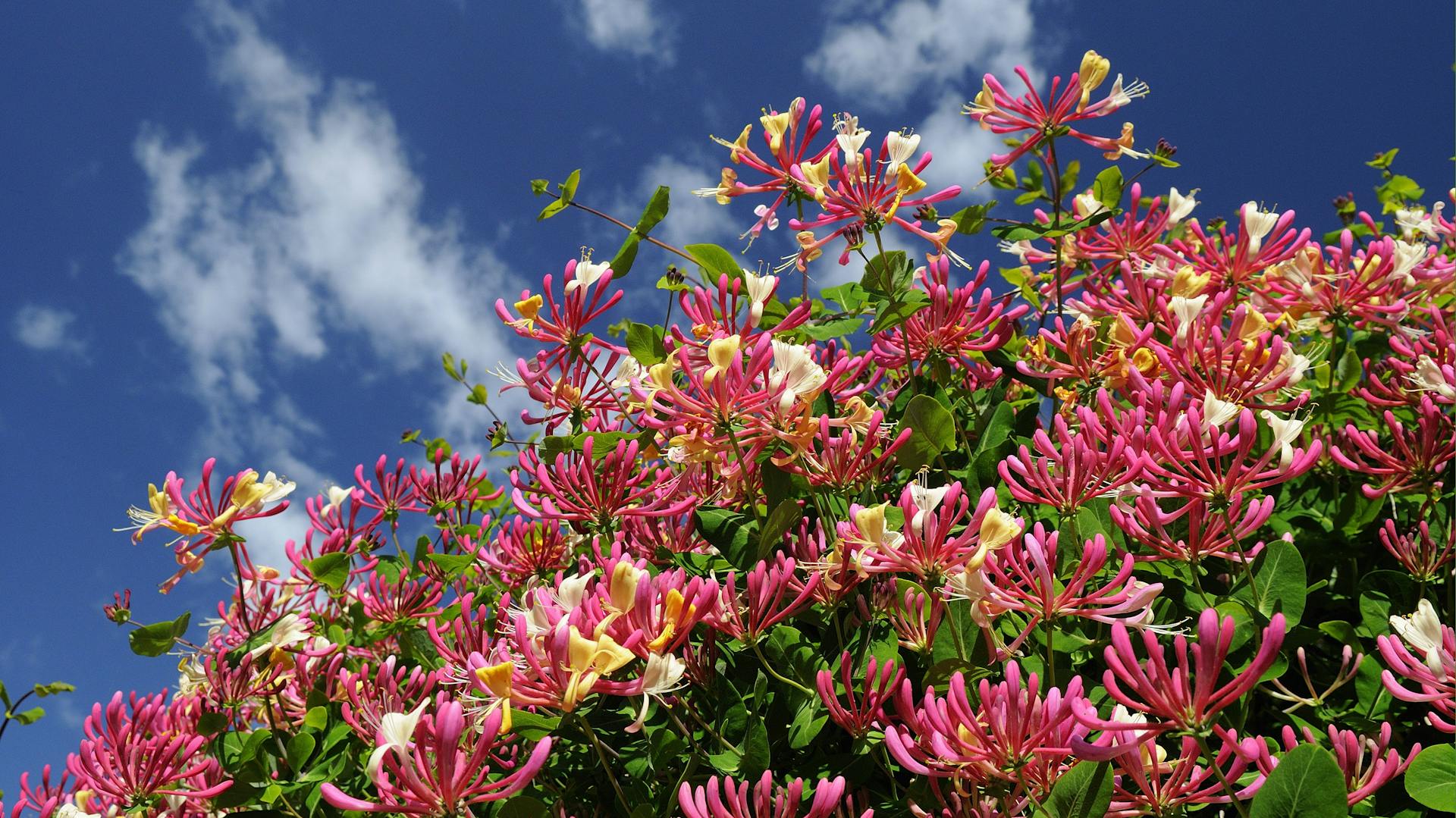 Blühendes Geißblatt