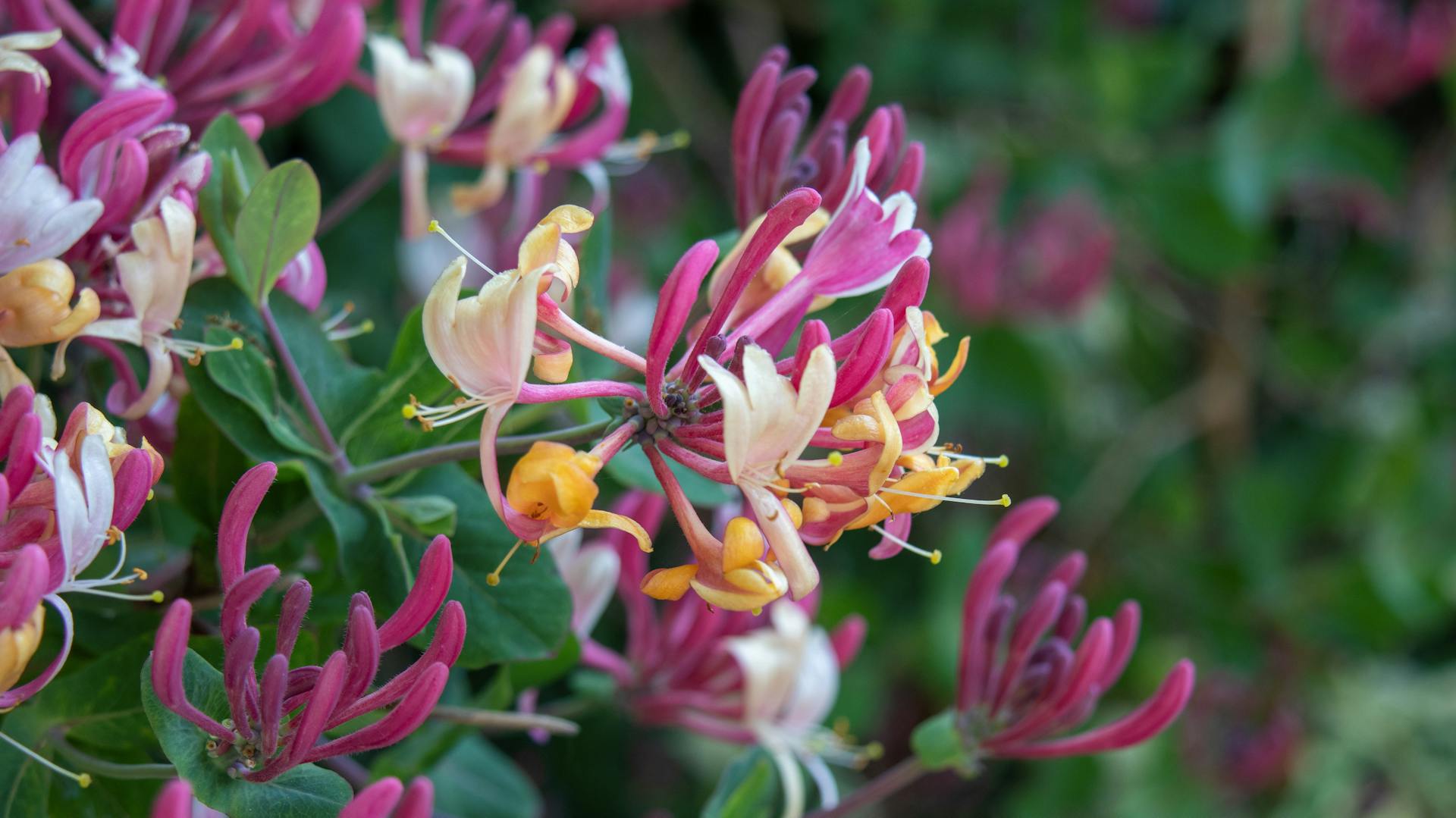 Geißblatt im Garten