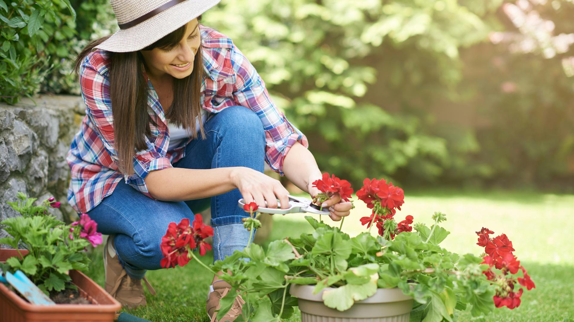 Eine Frau schneidet eine Geranie mit einer Gartenschere zurück