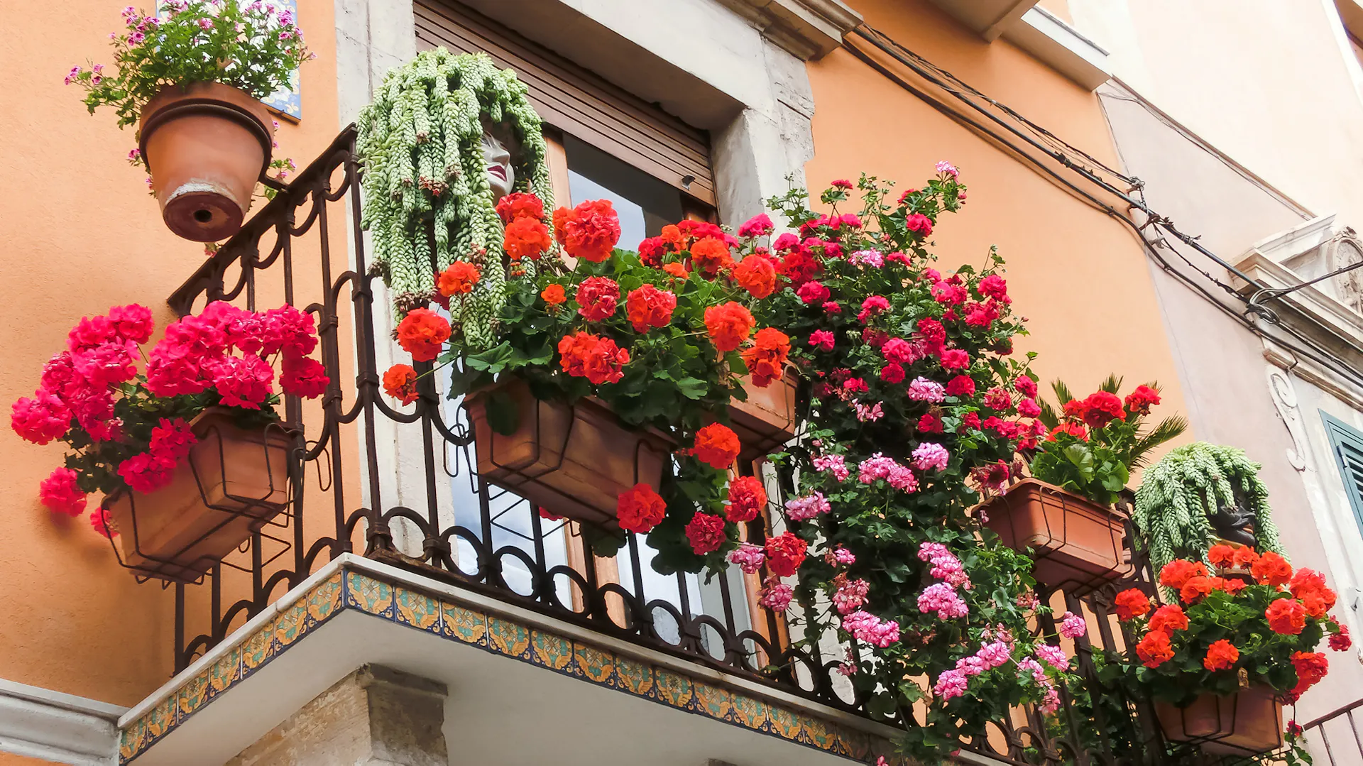 Rot und pink blühende Geranien am Geländer eines mediterranen Balkons.