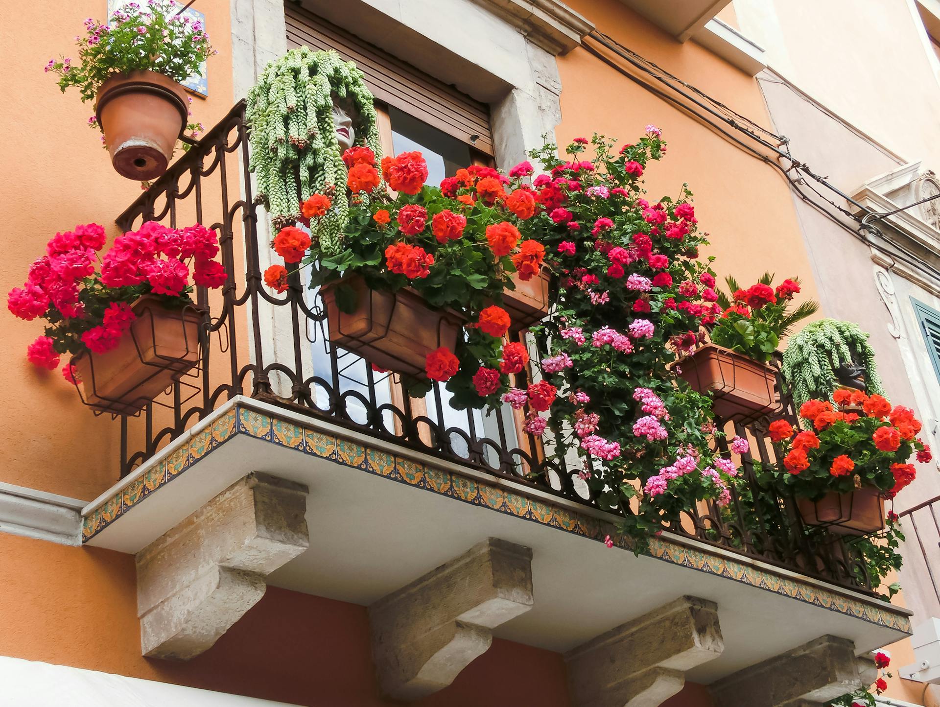 Gerani sul parapetto del balcone