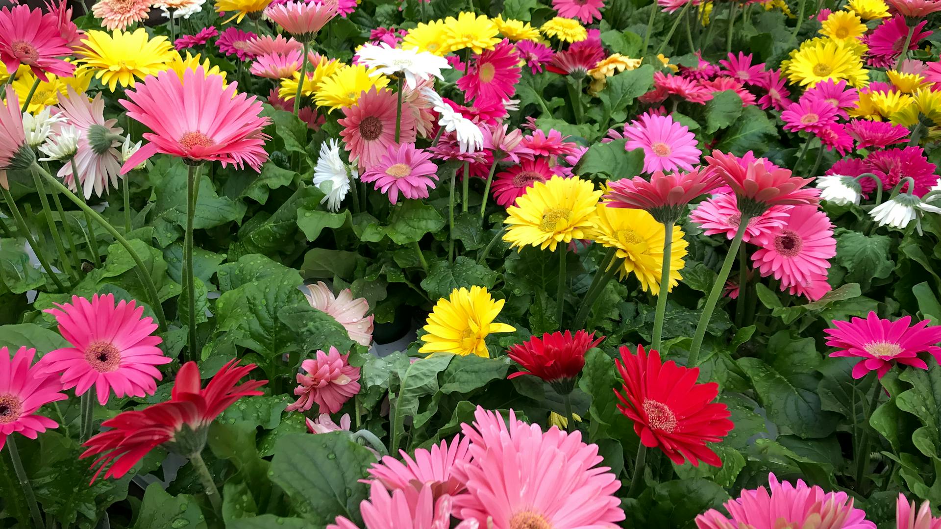 Blumenmeer aus gelb, rosa und rot blühenden Gerbera.