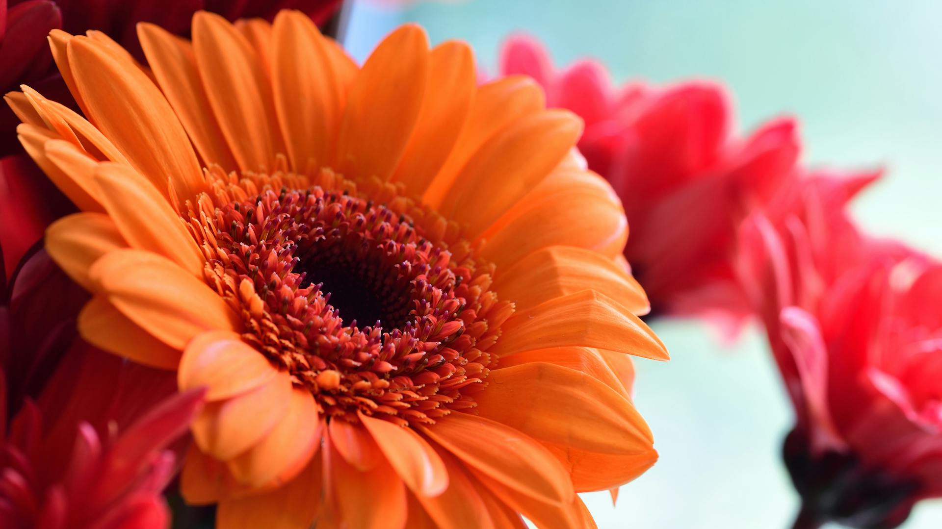 Runde, orangefarbene Blüte einer Gerbera in der Nahaufnahme.