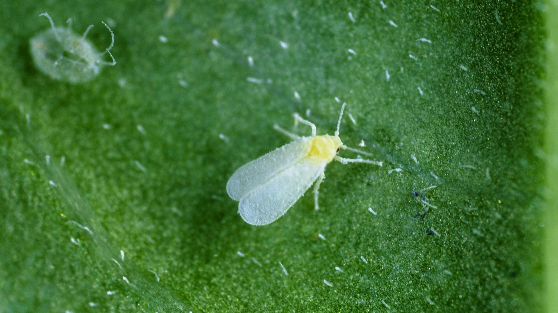 Weiße Fliege auf einer sattgrünen Blattoberfläche.