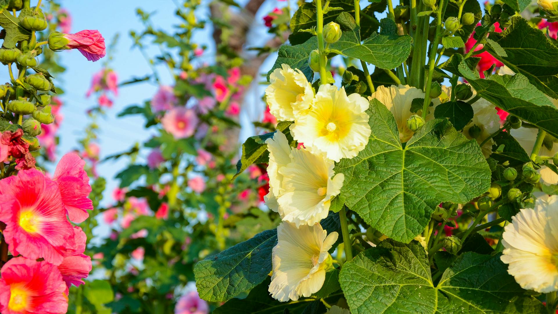 Blühende Stockrosen