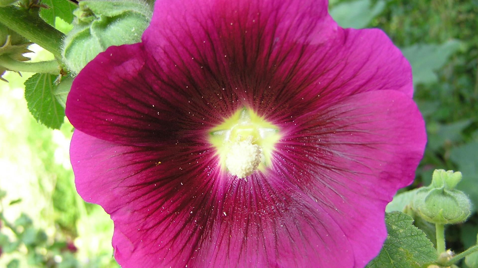 Lilafarbene Blüte einer Stockrose