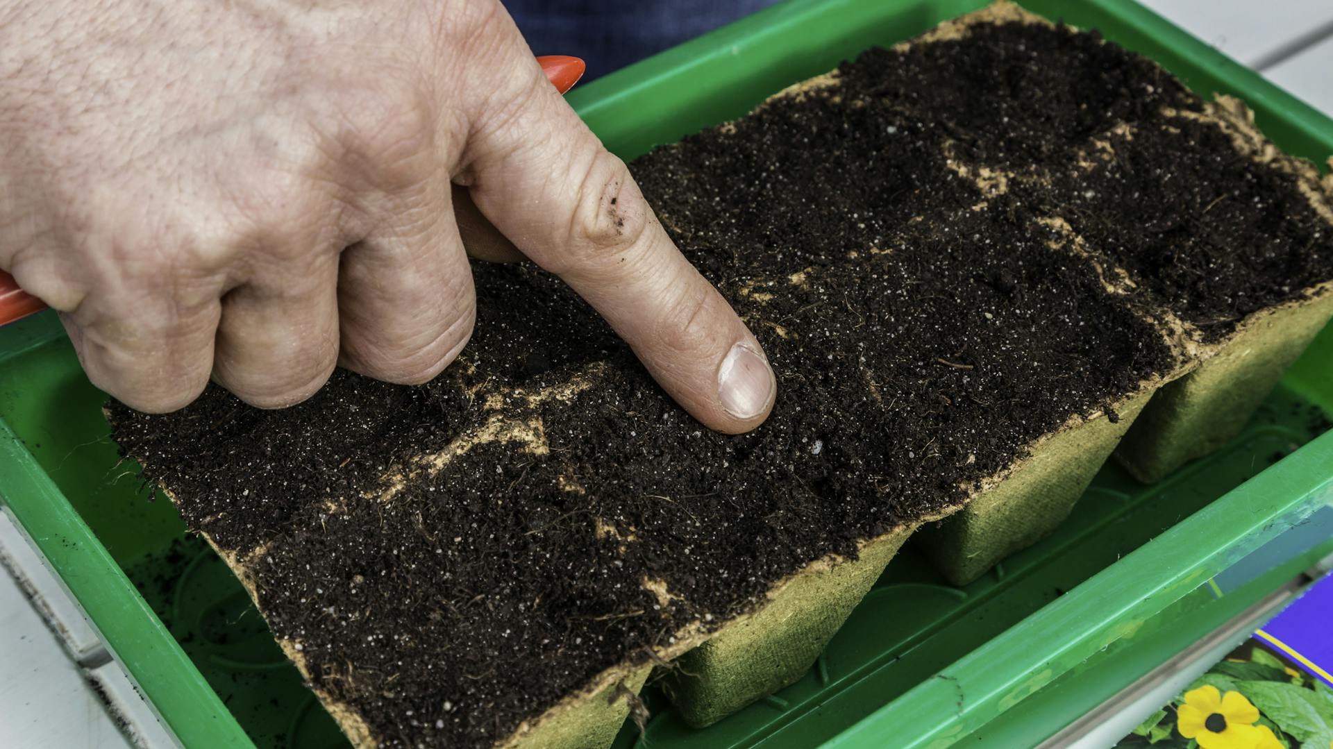 Jemand vermehrt Stockrosen in einer Anzuchtschale.