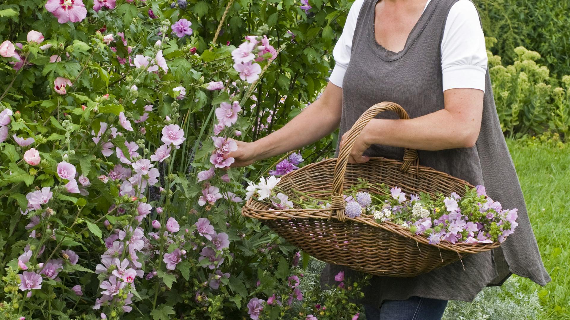 Eine Frau pflückt Stockrosen in einem Garten.