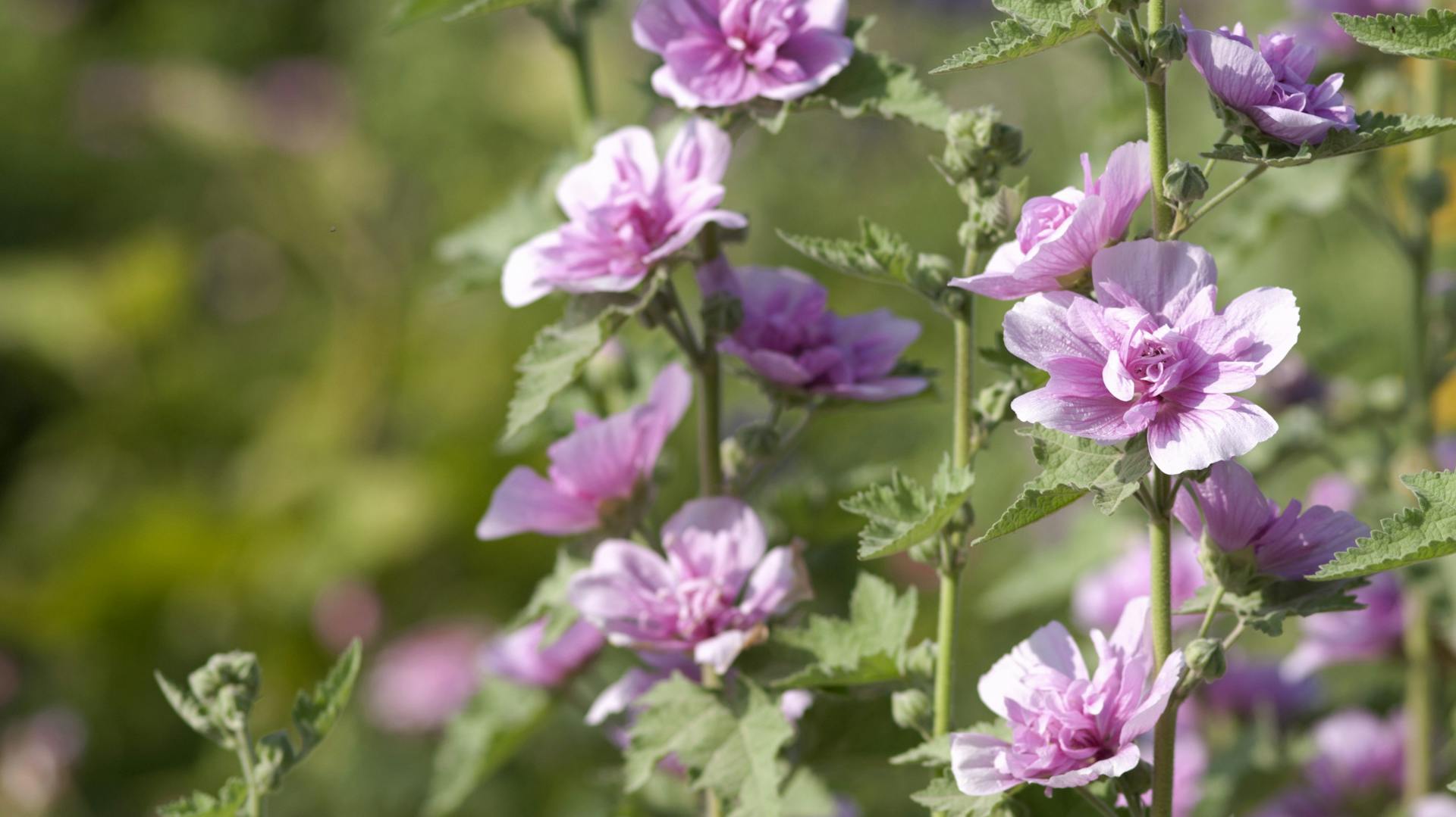 Stockrose „Parkrondell“