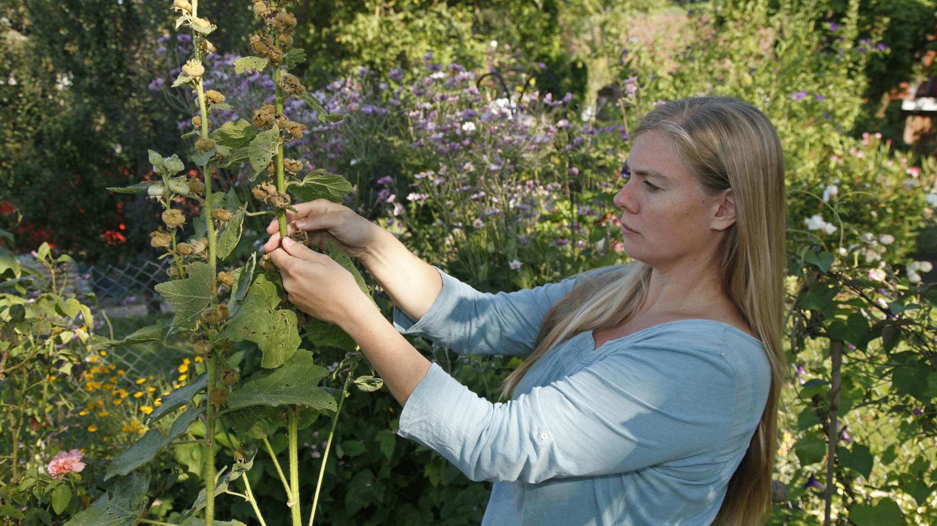 Eine Frau entnimmt Samen einer Stockrose.