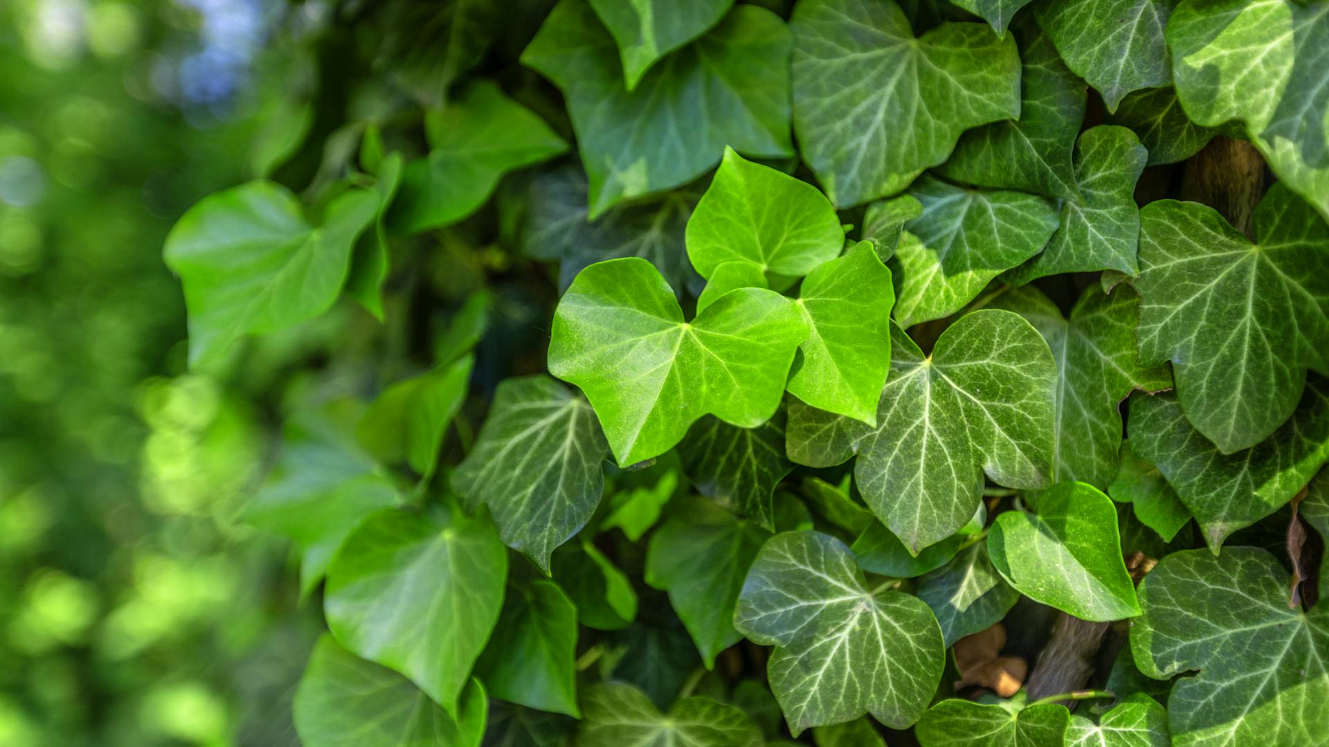 Gewöhnlicher Efeu im Garten