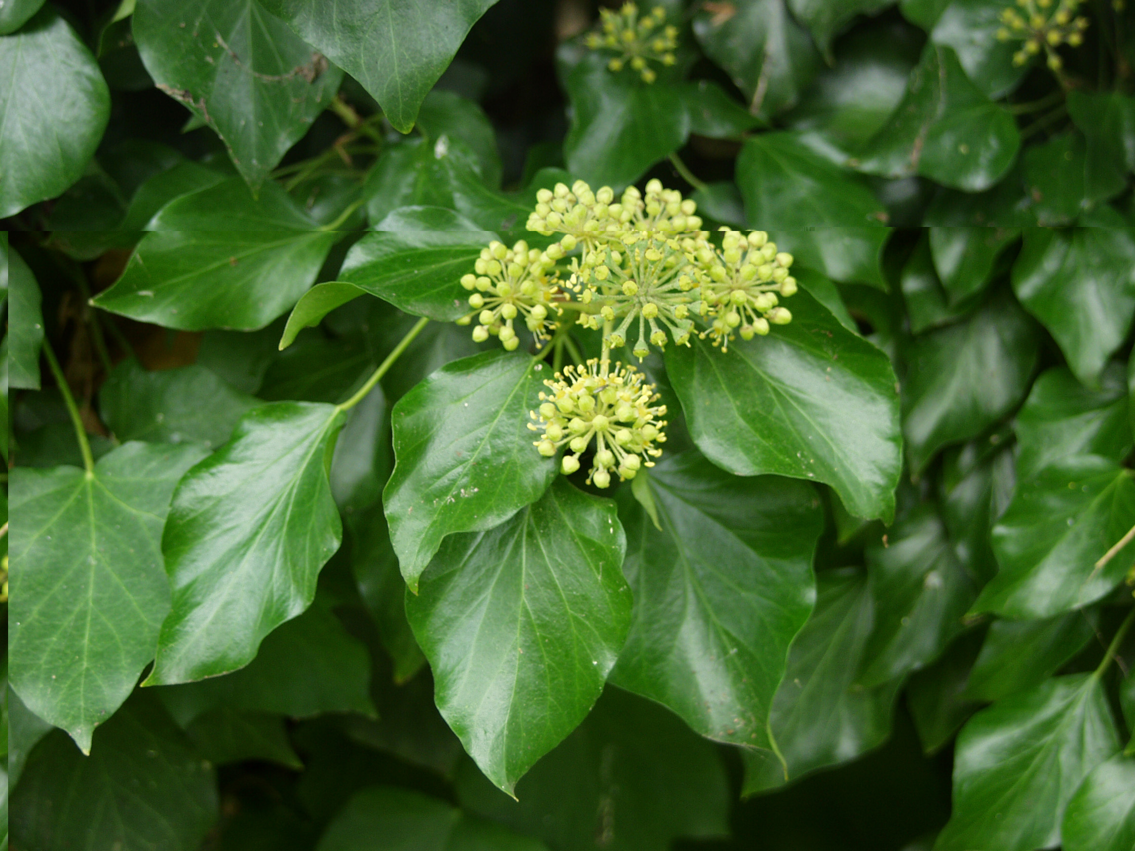 Gewöhnlicher Efeu Eigenschaften im Überblick OBI