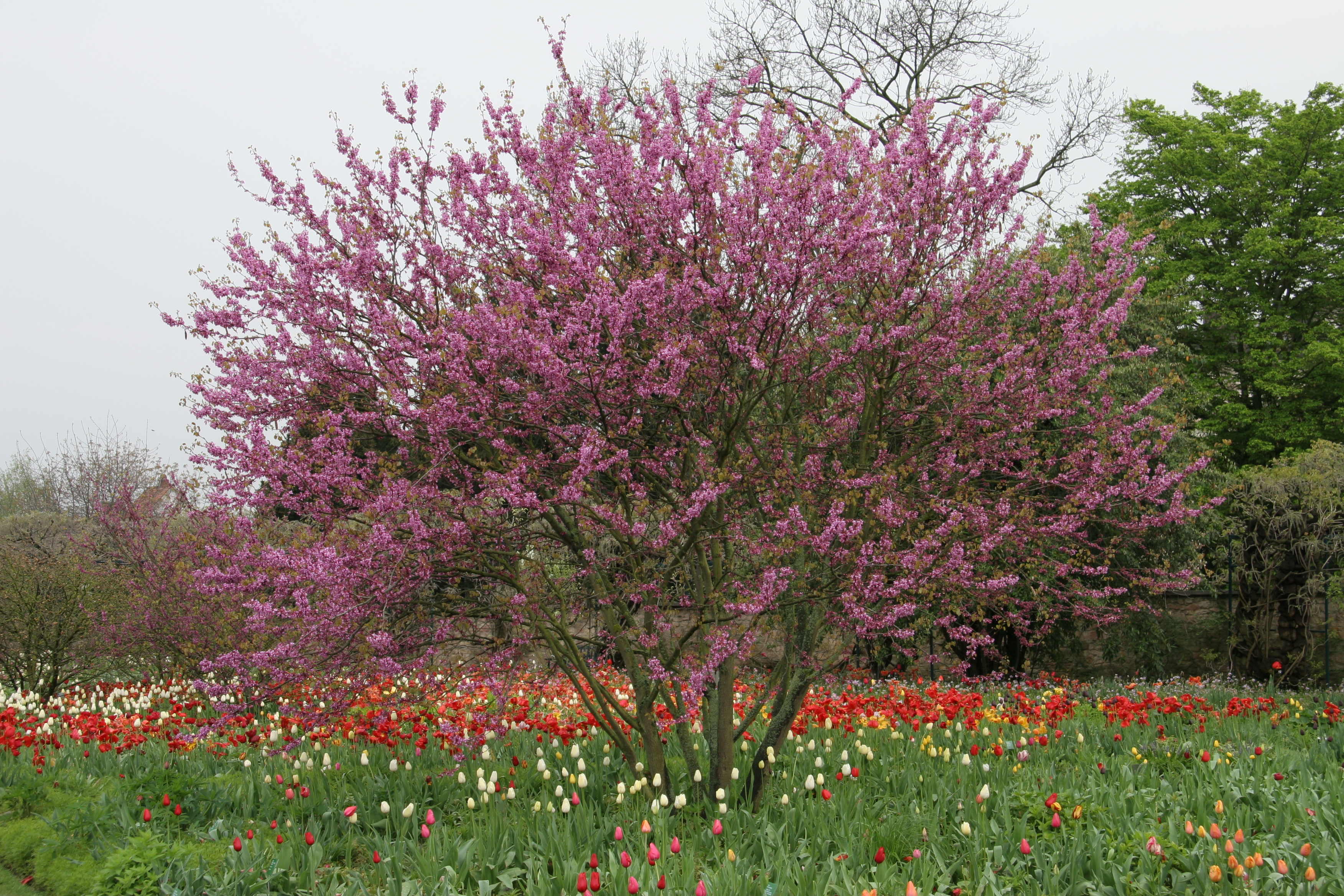 Gewöhnlicher Judasbaum im Frühling