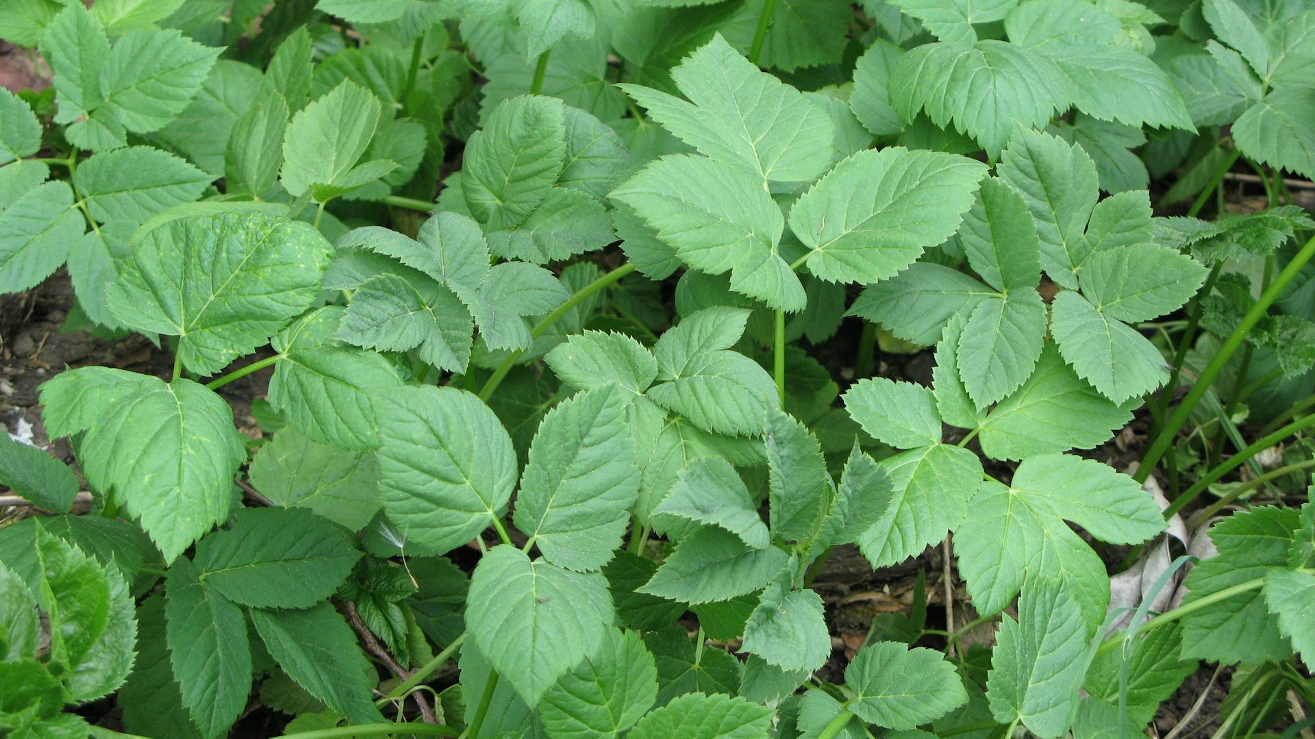 Blätter des Giersch als Bodendecker im Garten