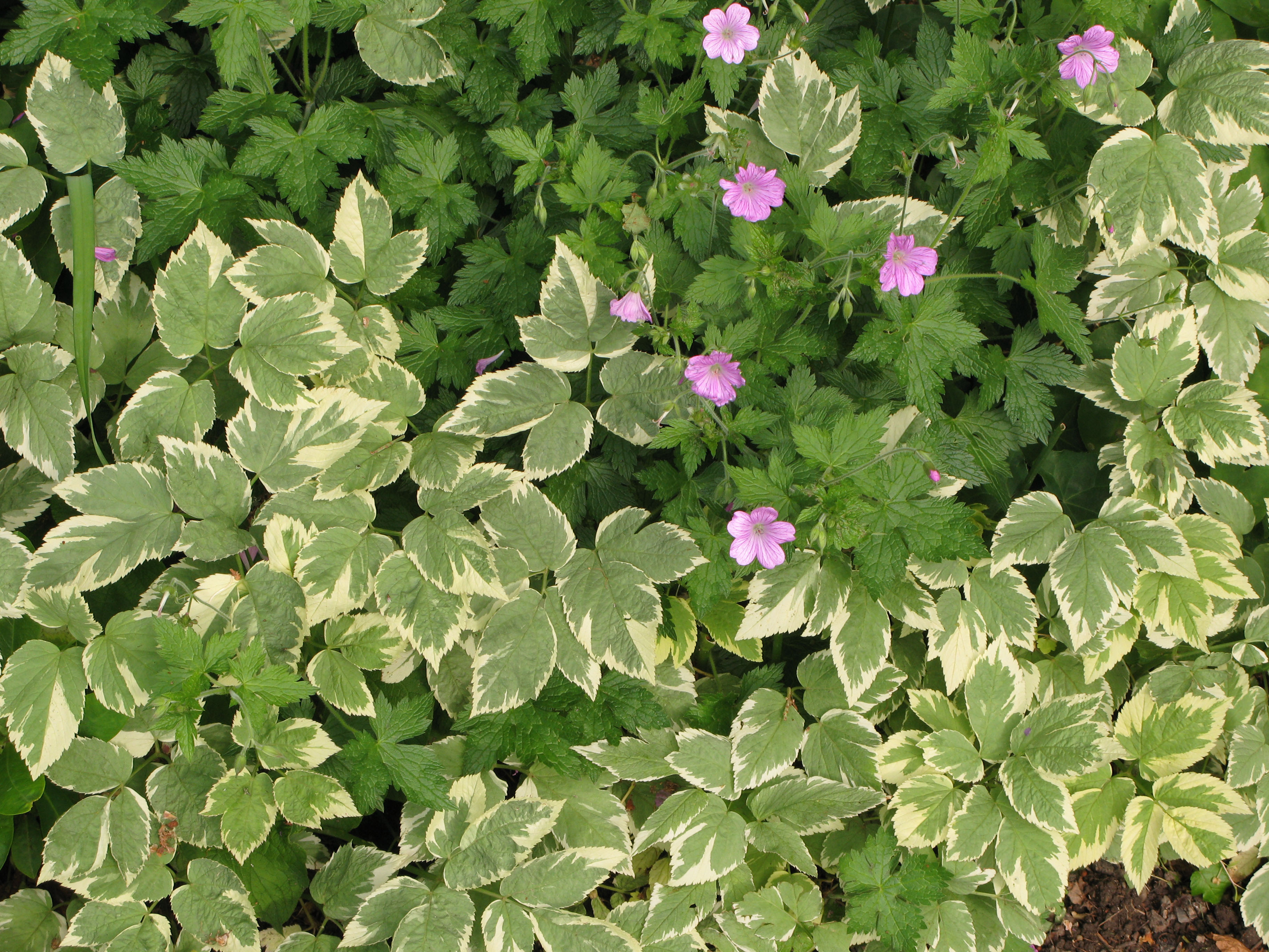 Giersch Eigenschaften & Tipps im Überblick OBI