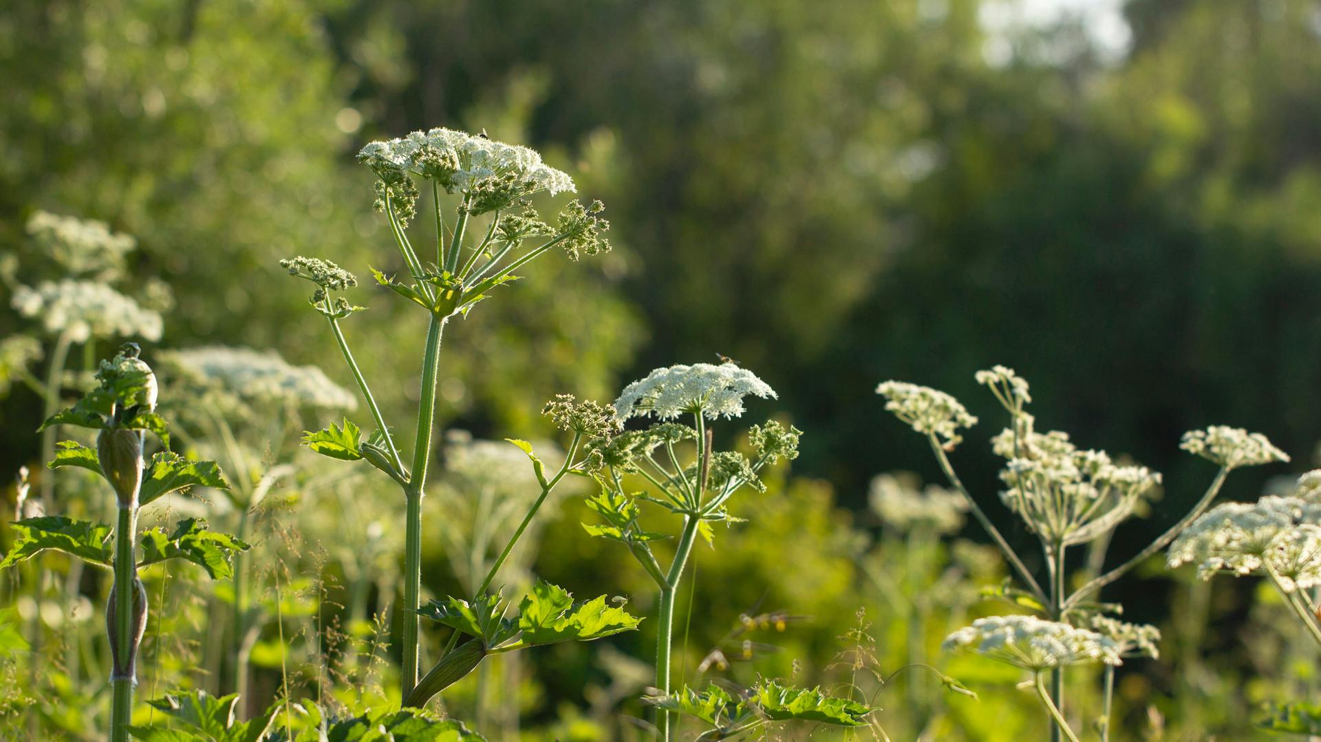 Giftige Pflanzen im Garten – Ratgeber und Infos | OBI