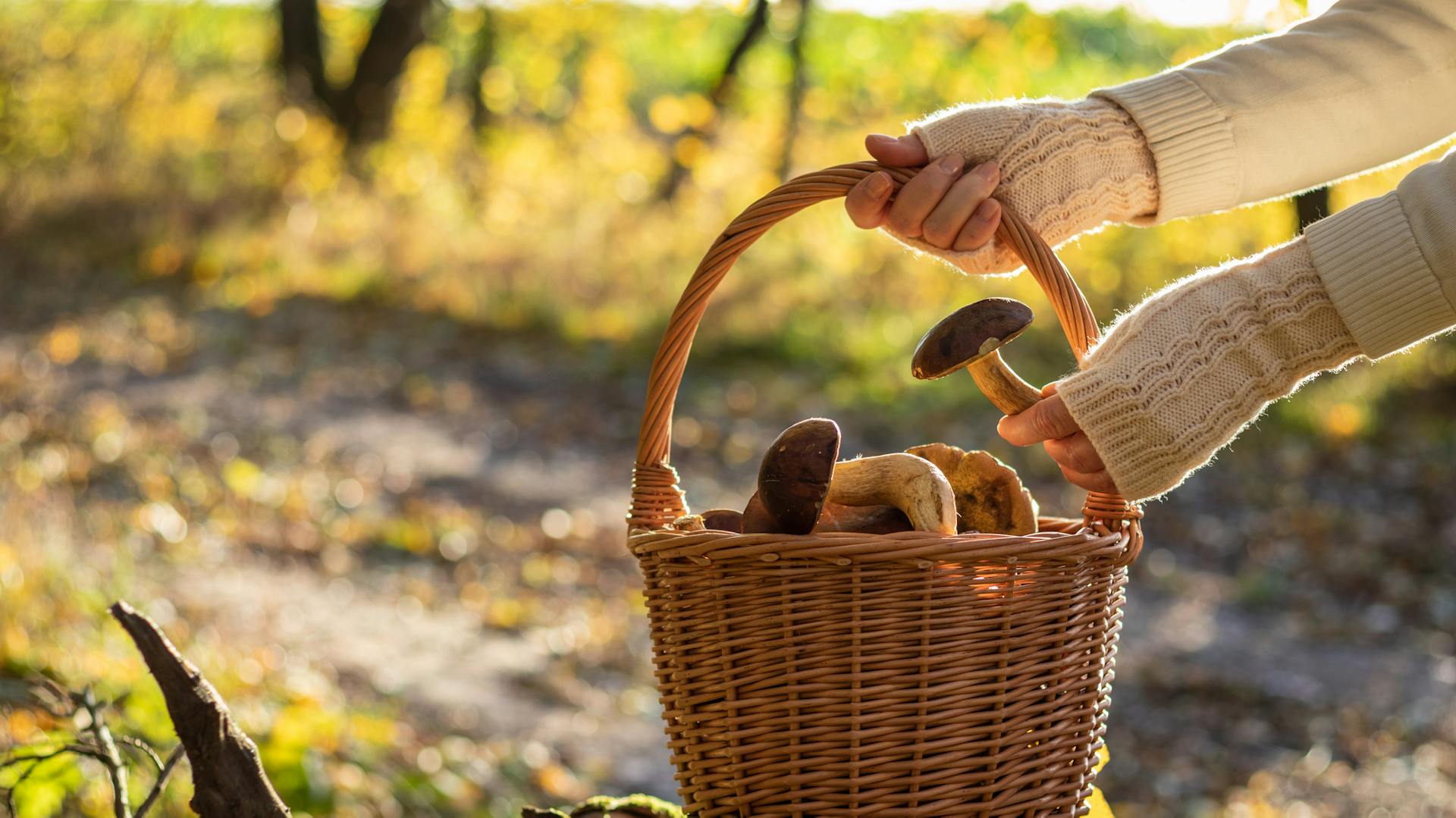Una donna tiene in mano un cesto di funghi.
