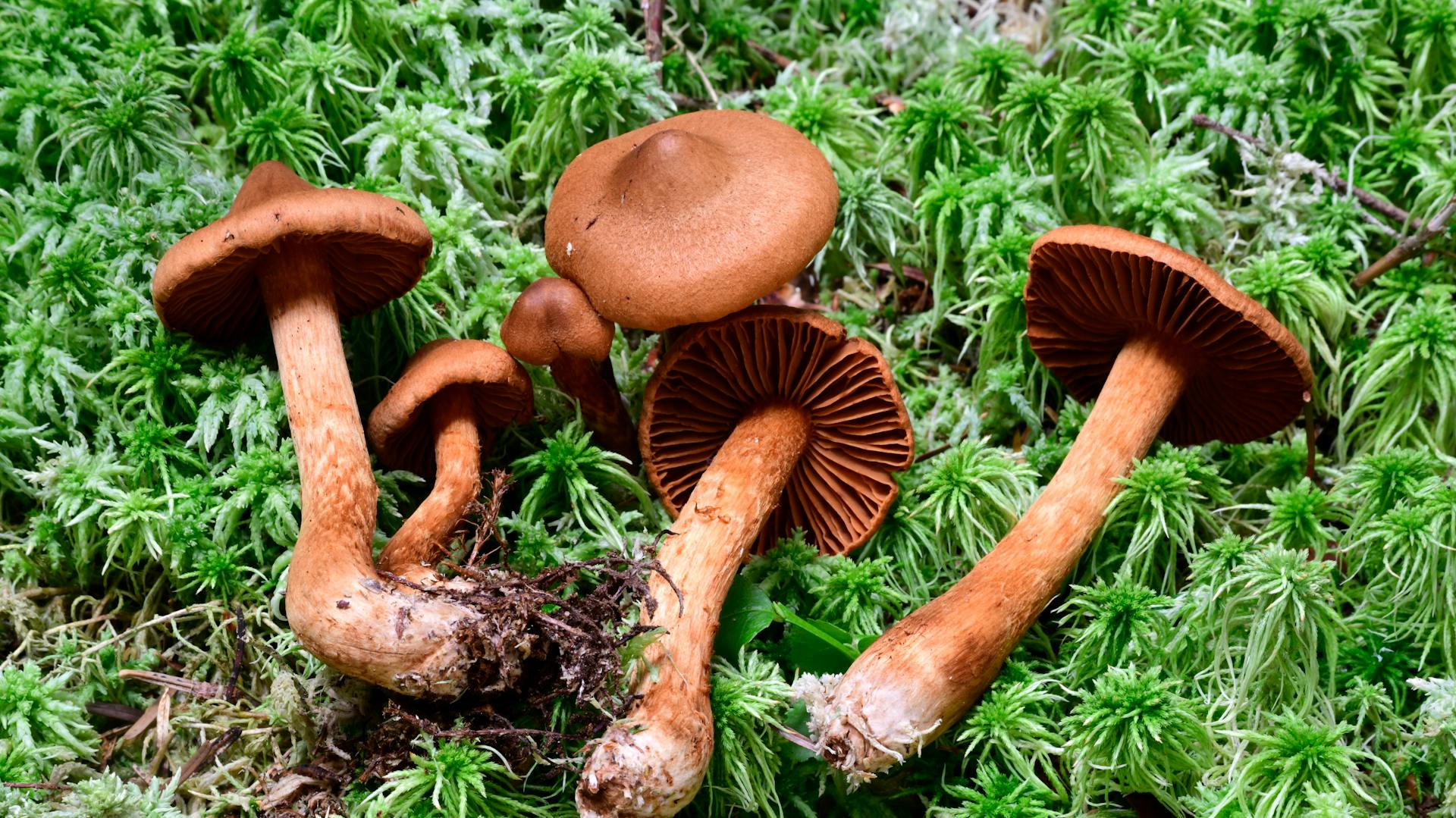 Cortinarius rubellus