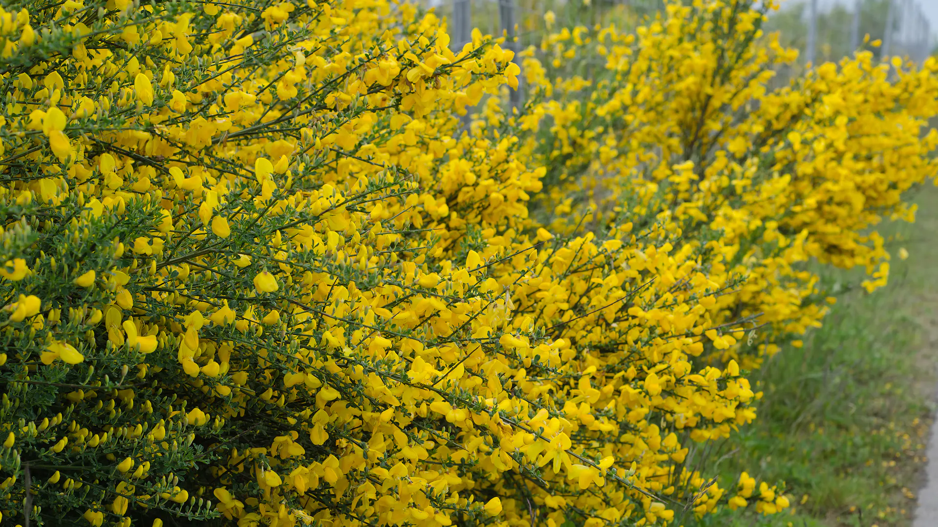 Ginster blüht mit gelben Blüten im Garten.