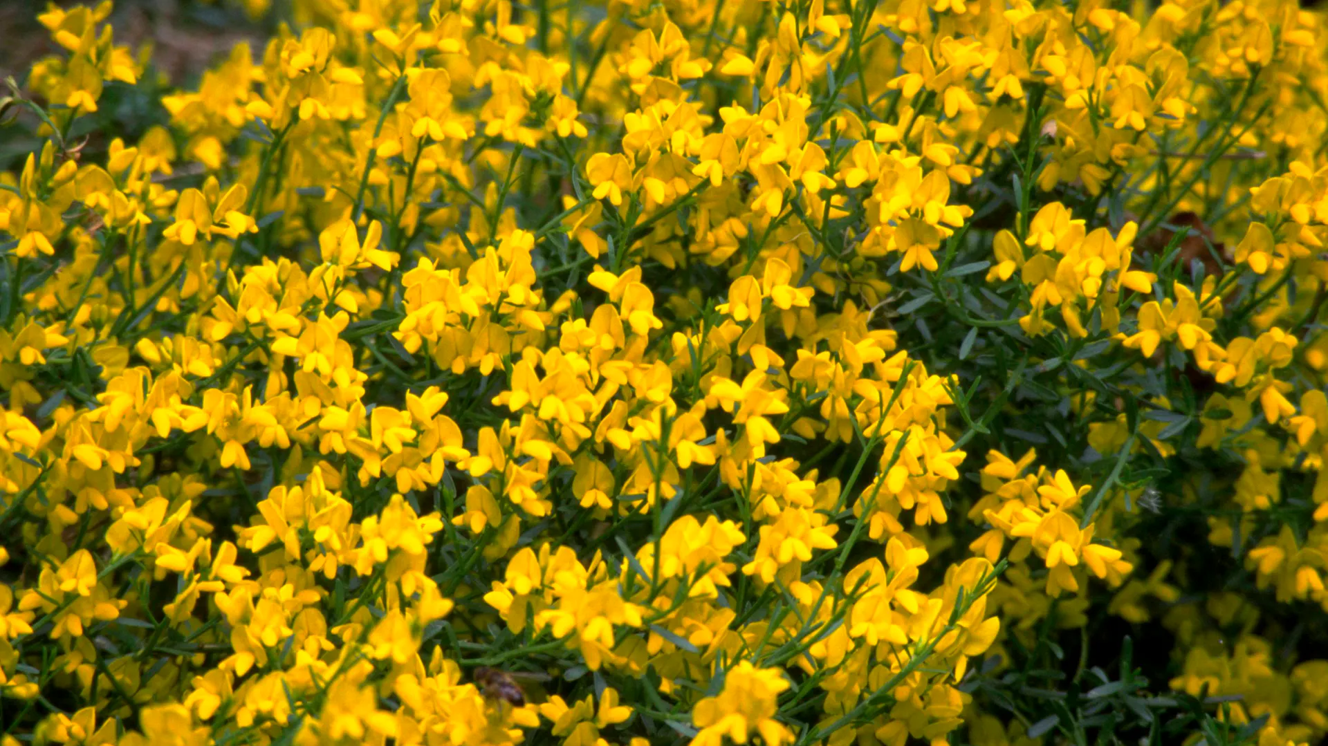 Ginster mit vielen gelben Blüten.