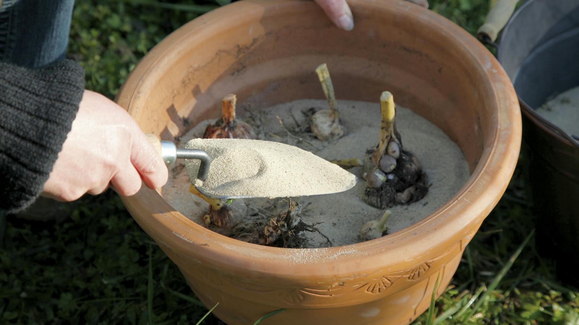 Gladiolenknollen werden in einem Topf in Sand eingegraben.