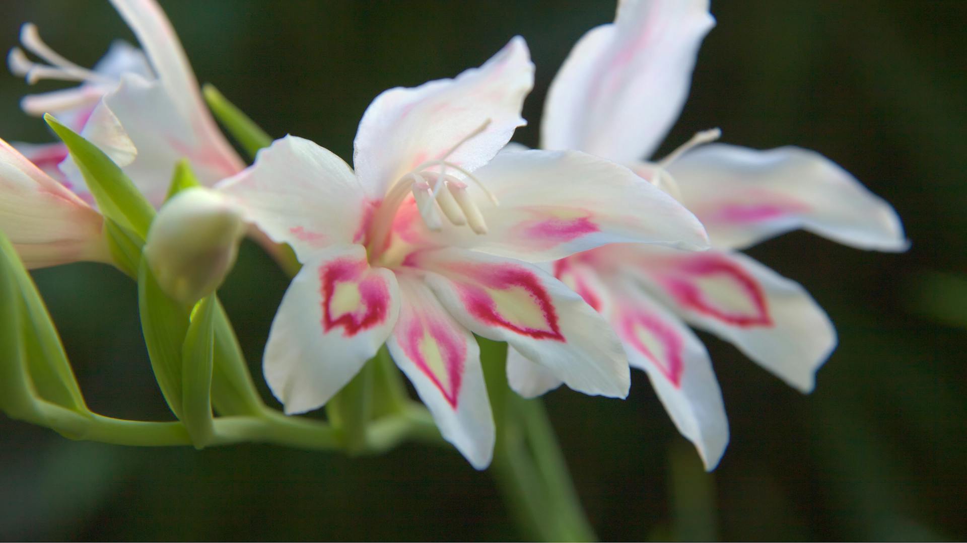 Weiße Blüten der Gladiole „Nymph“ mit pinkfarbenen Flecken.