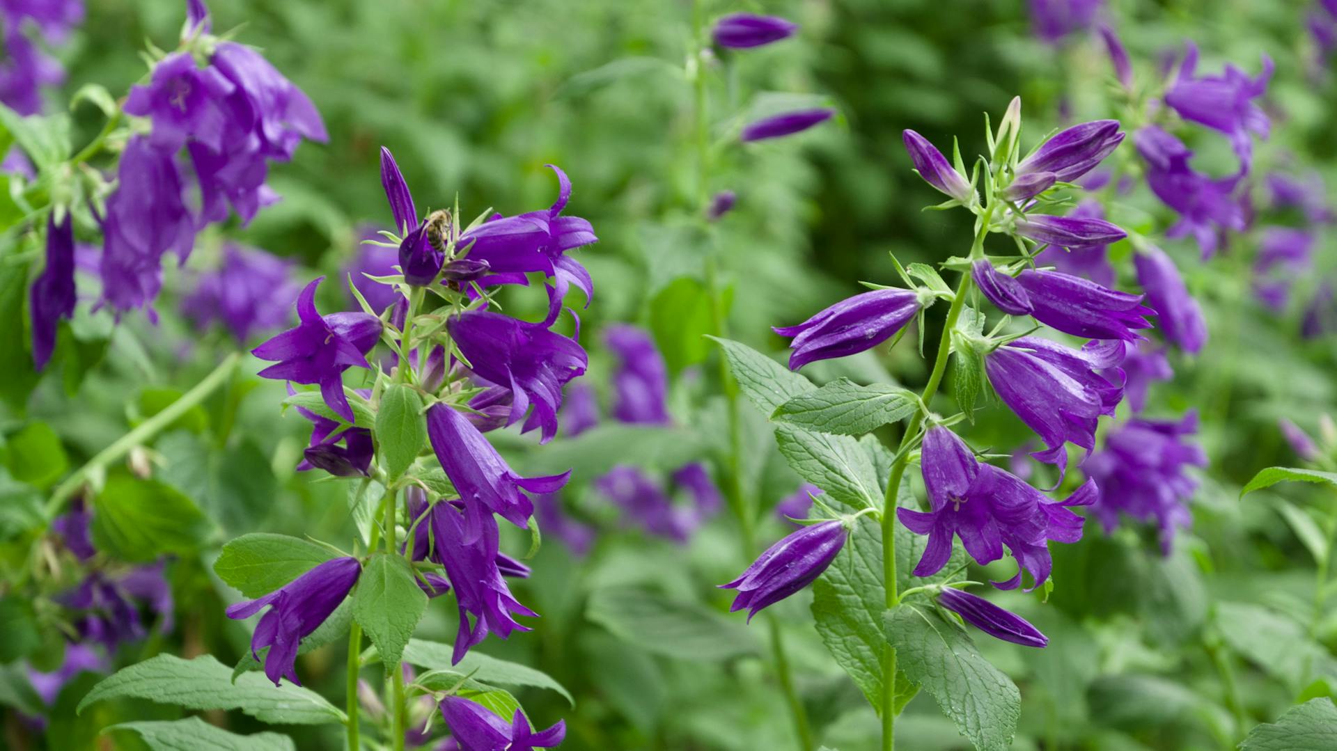 Violett blühende Blütenstauden einer Glockenblume.