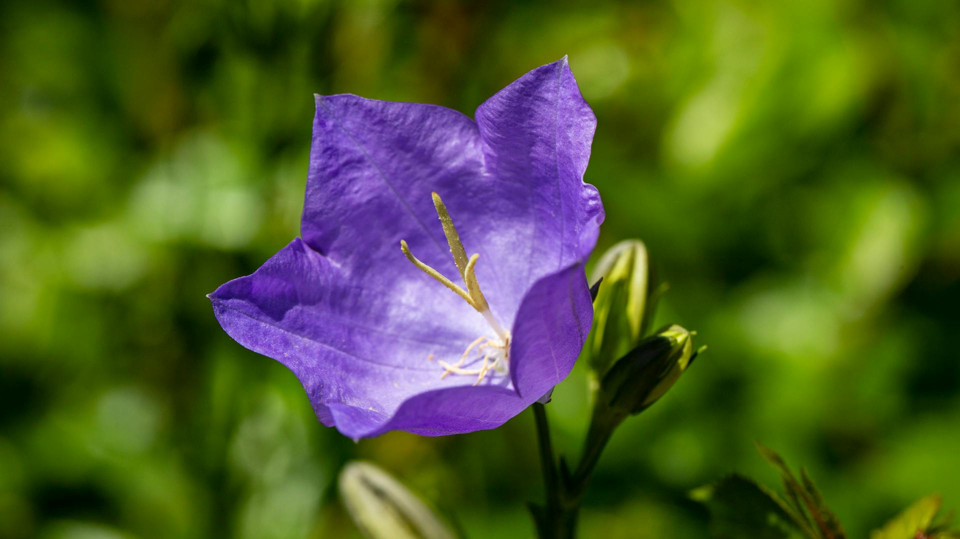 Violette, offene Blüte einer Glockenblume im Sonnenschein.