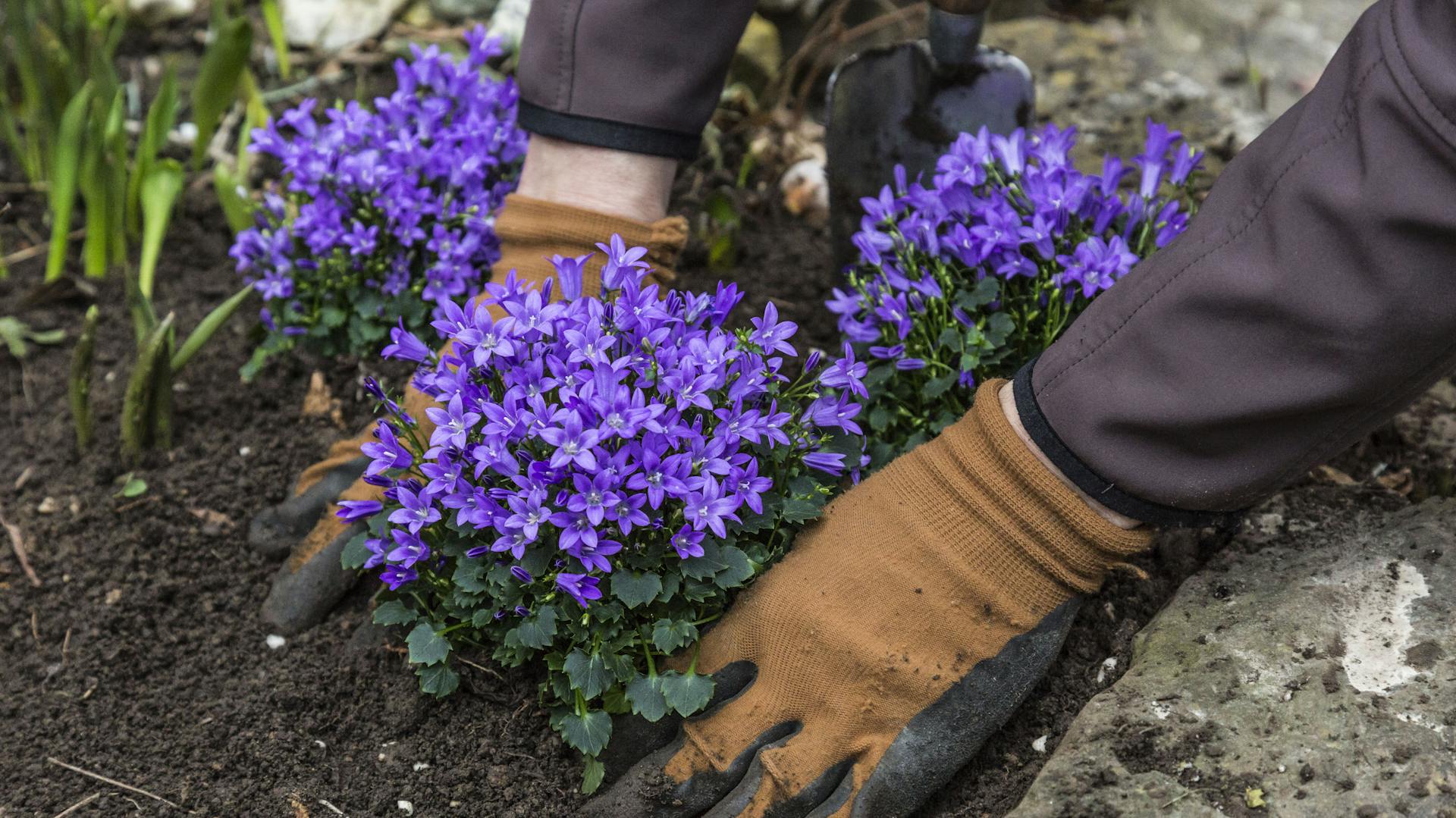 Mit Gartenhandschuhen werden Glockenblumen in ein Blumenbeet gepflanzt.