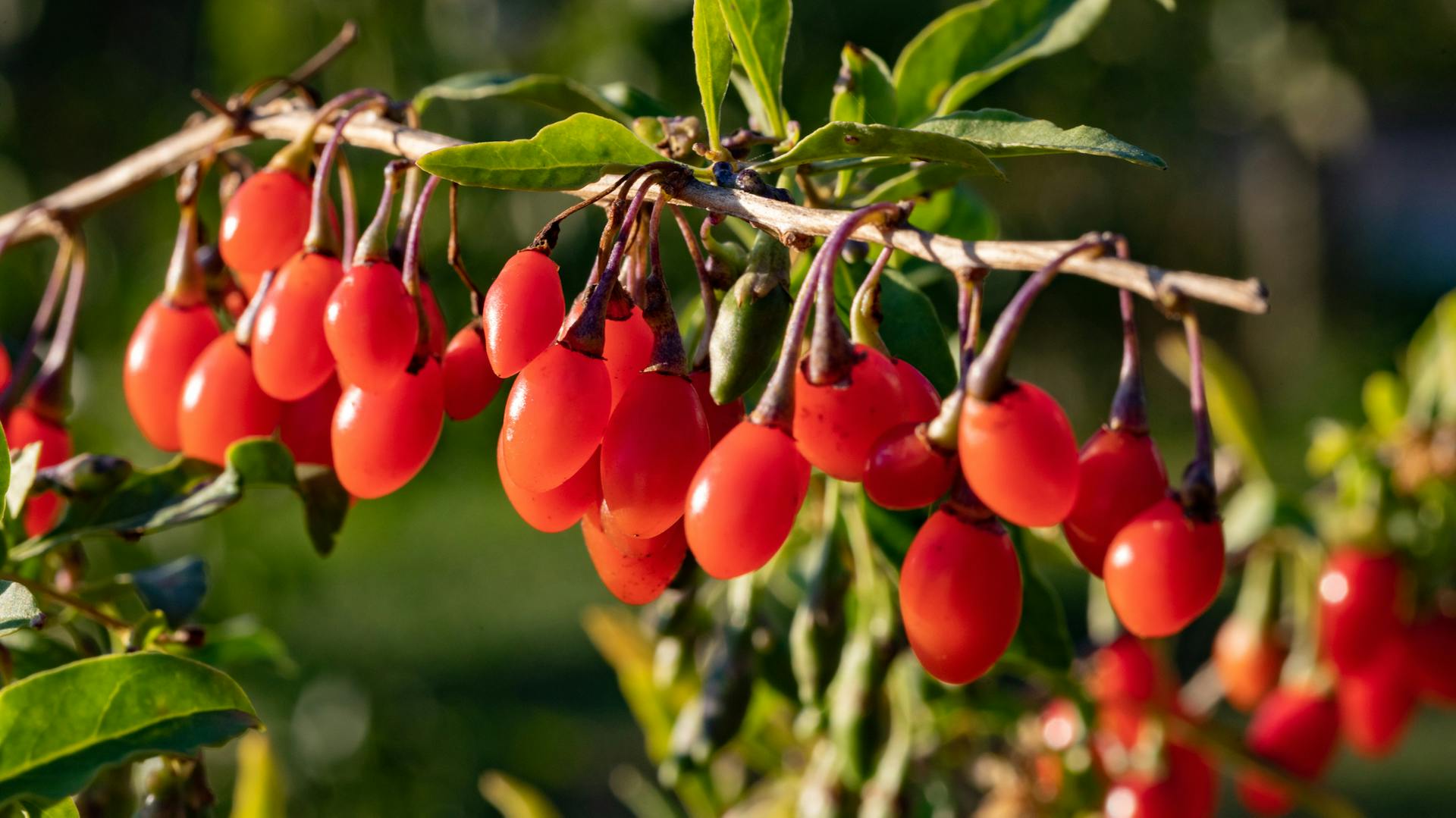 Rot-orange Goji-Beeren am Ast des Bocksdorns.