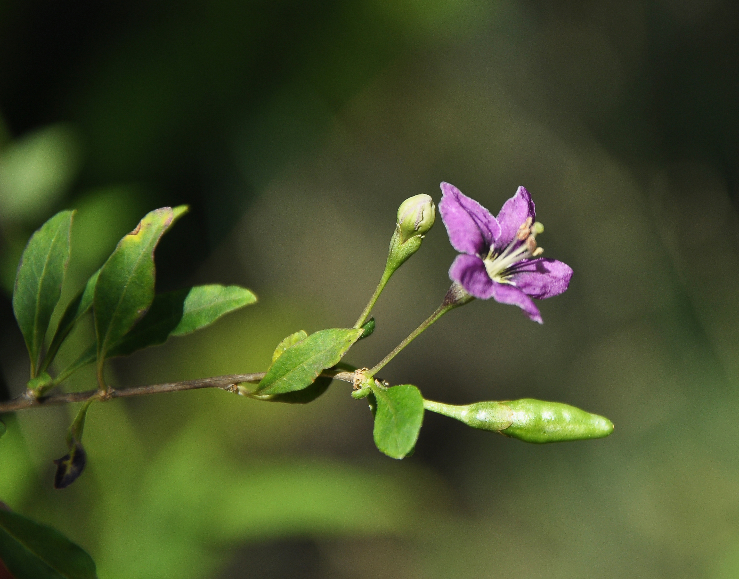 Die Blüte des Bocksdorns blüht lila an einem Ast.