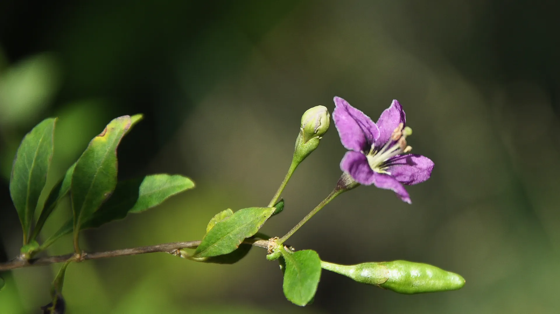 Die Blüte des Bocksdorns blüht lila an einem Ast.
