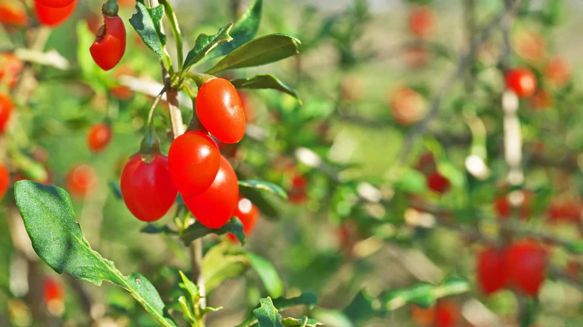 Rot-orange Gojibeeren hängen an einem Strauch.