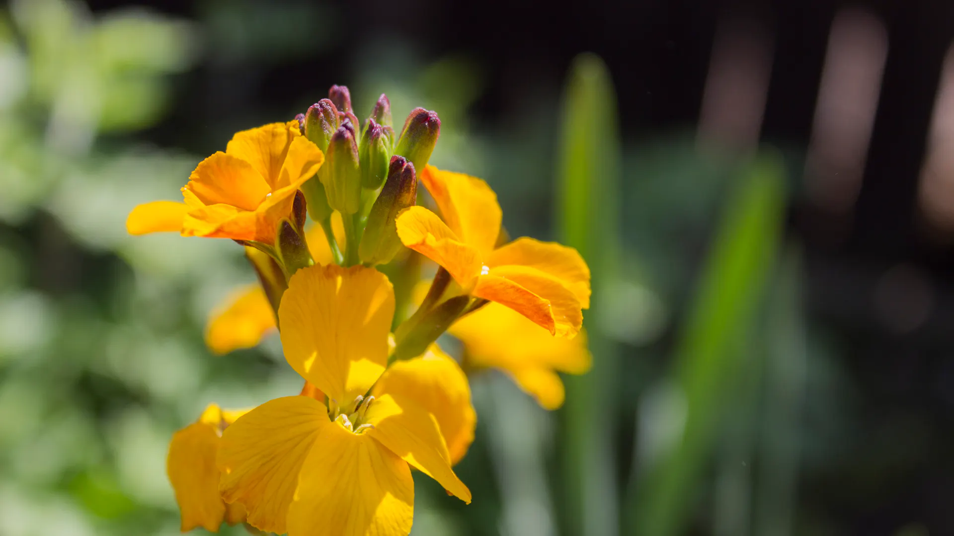 Blüte am Goldlack